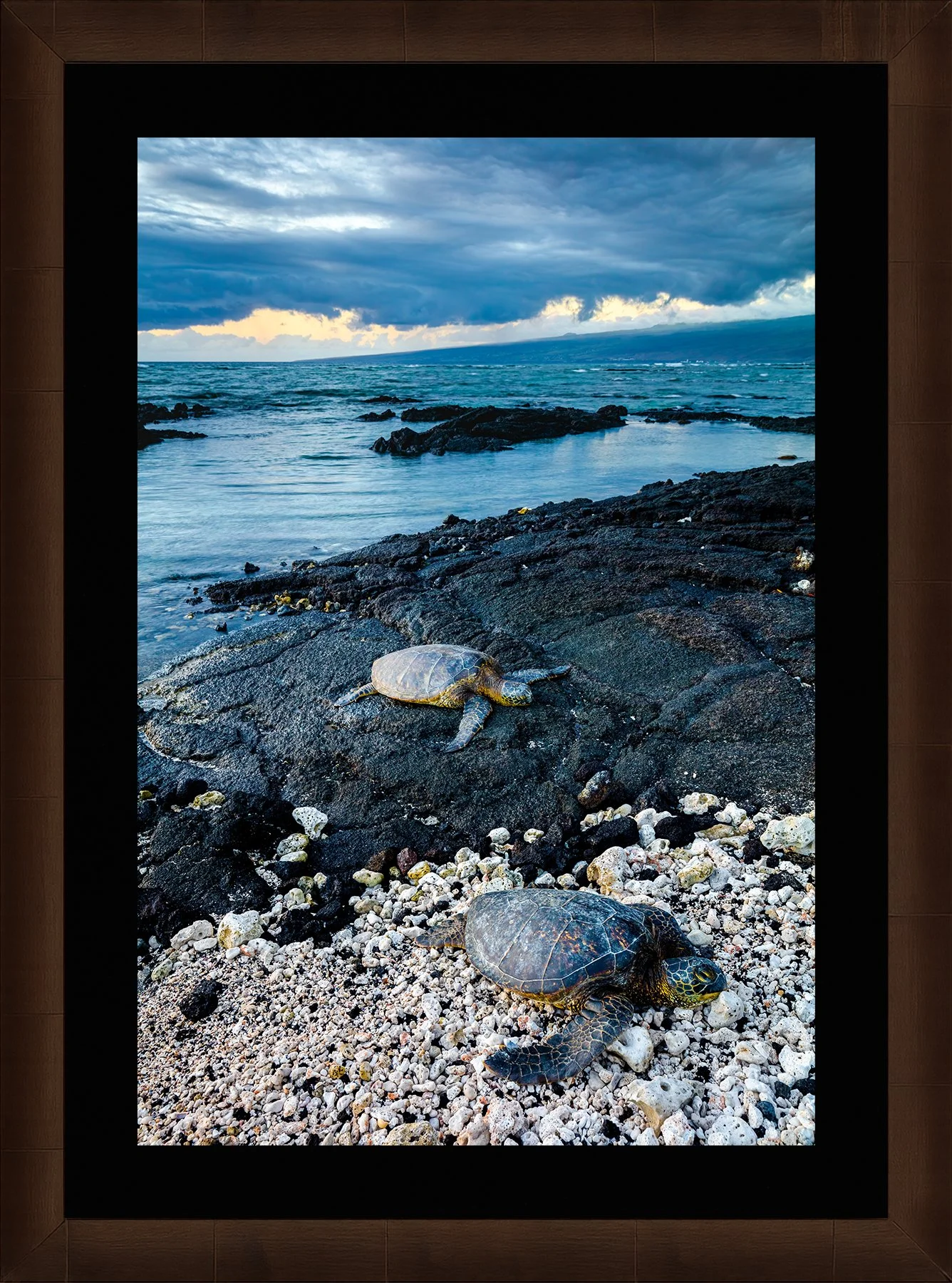 DeBock-Sea-Turtles-Framed-Cigar-Leaf-Blk-Liner-1800x.jpg