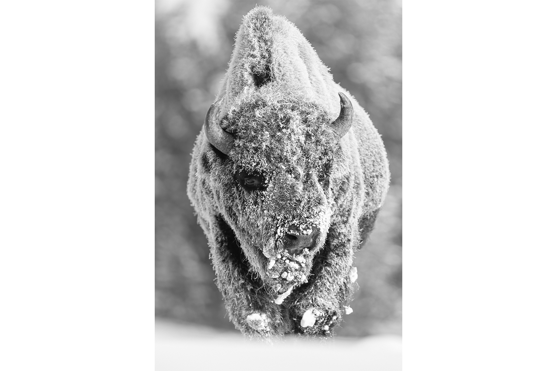 FROZEN BISON