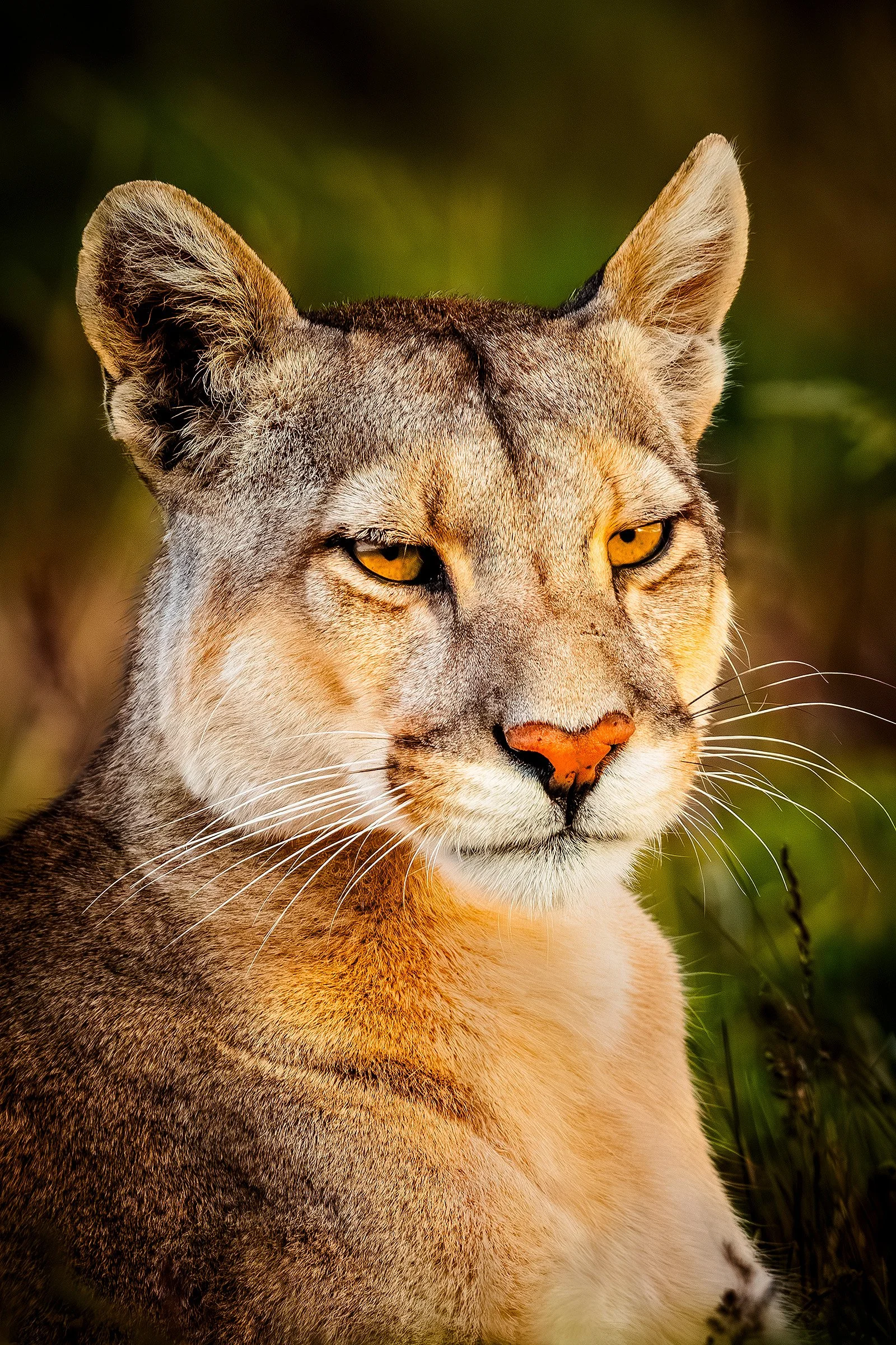 Blake-DeBock-Wild-Beauty_web.jpg