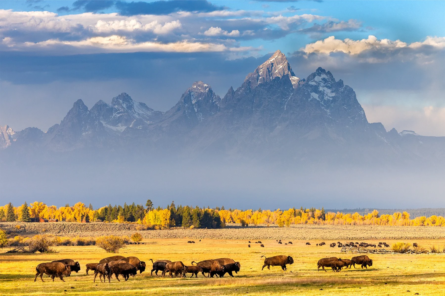 DeBock-Running-of-the-Bison-1800x.jpg