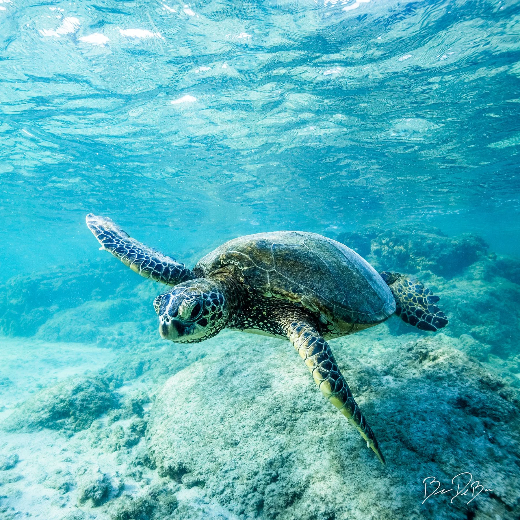 HONU ✨