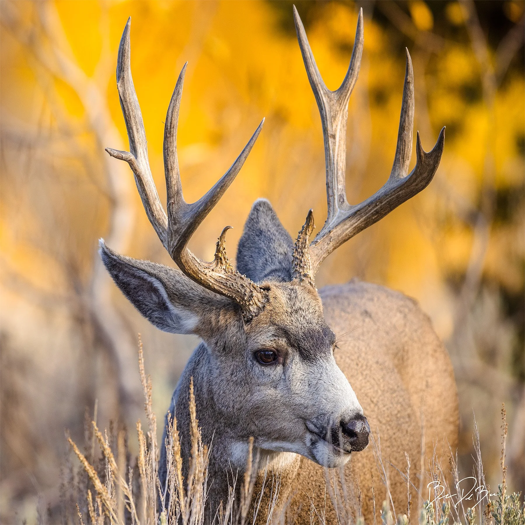 Blake-DeBock-Golden-Buck_12x12_web.jpg