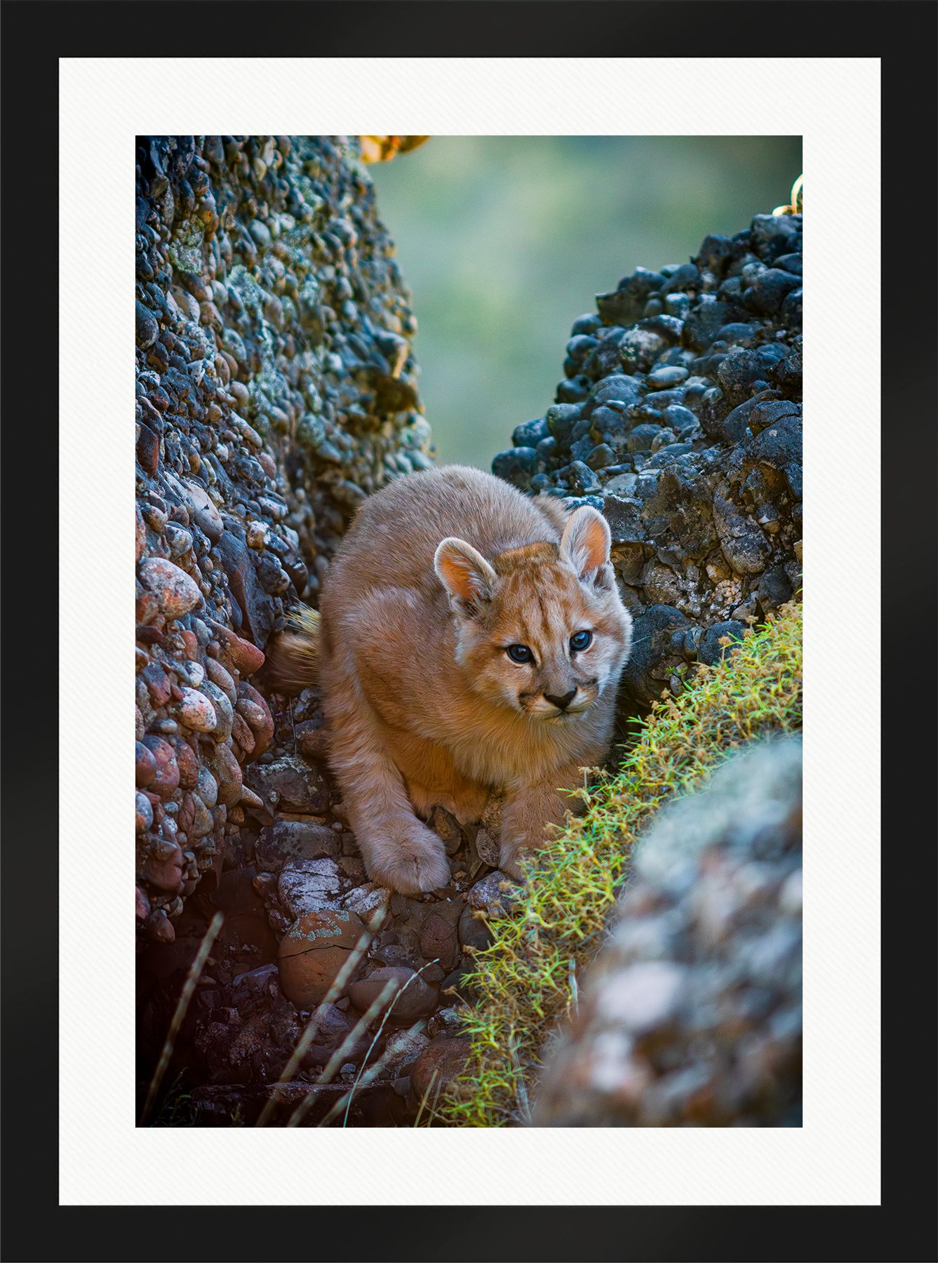 DeBock-Innocence-Wild-Framed-Matte-Black-Wht-Liner-1800x.jpg
