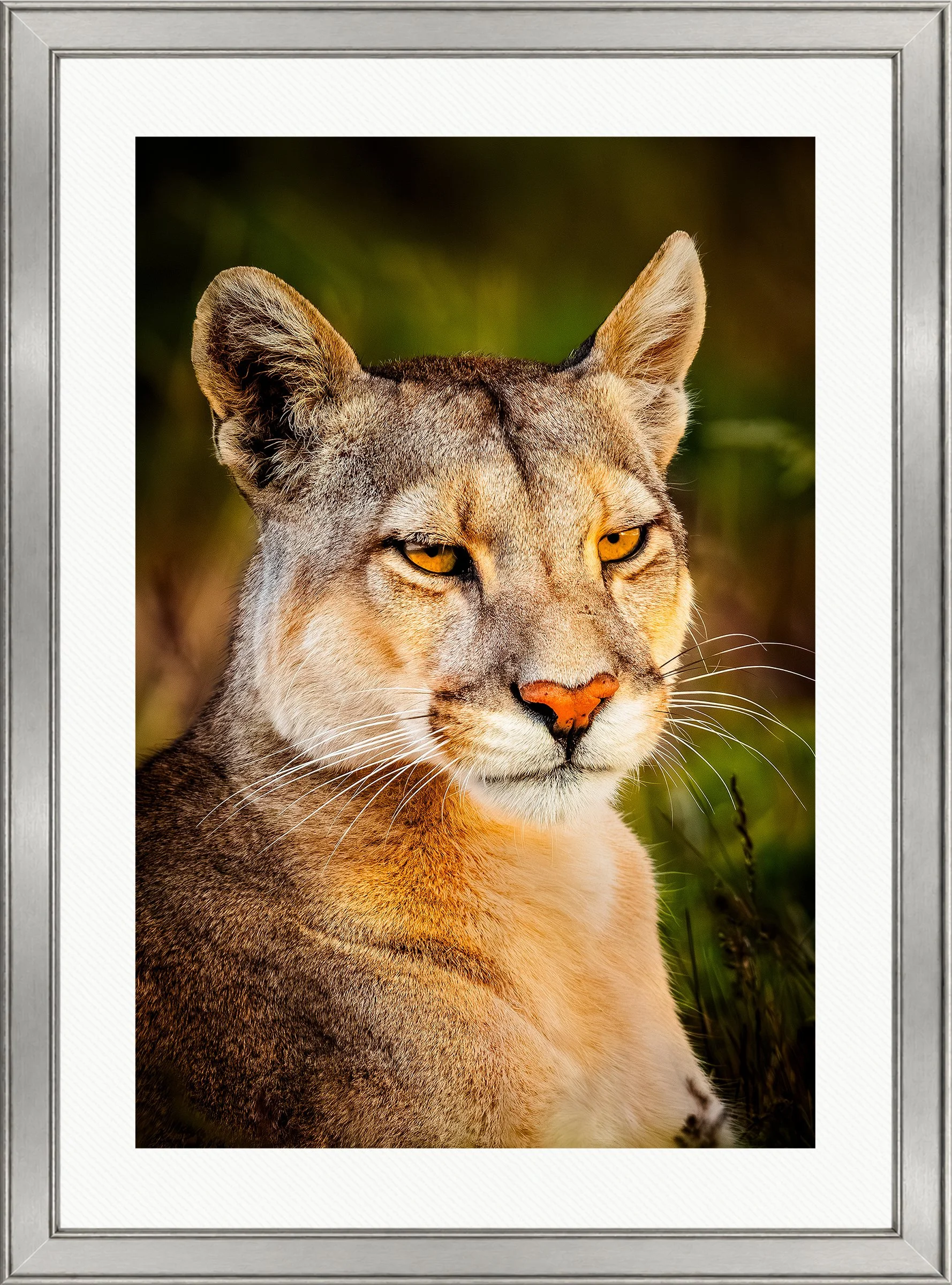Blake-DeBock-Wild-Beauty_web-Framed-Brushed-Silver-Wht-Liner_web.jpg