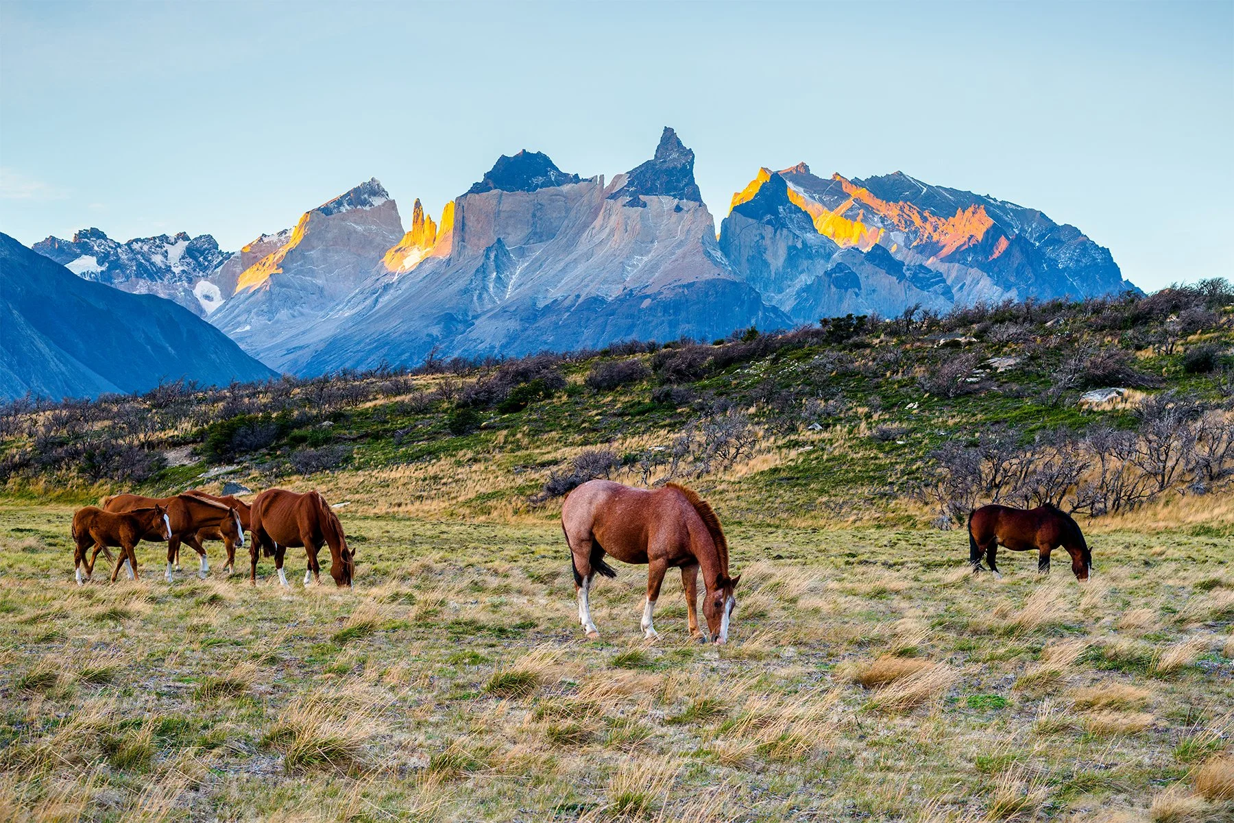DeBock-Patagonian Horses-1800x.jpg