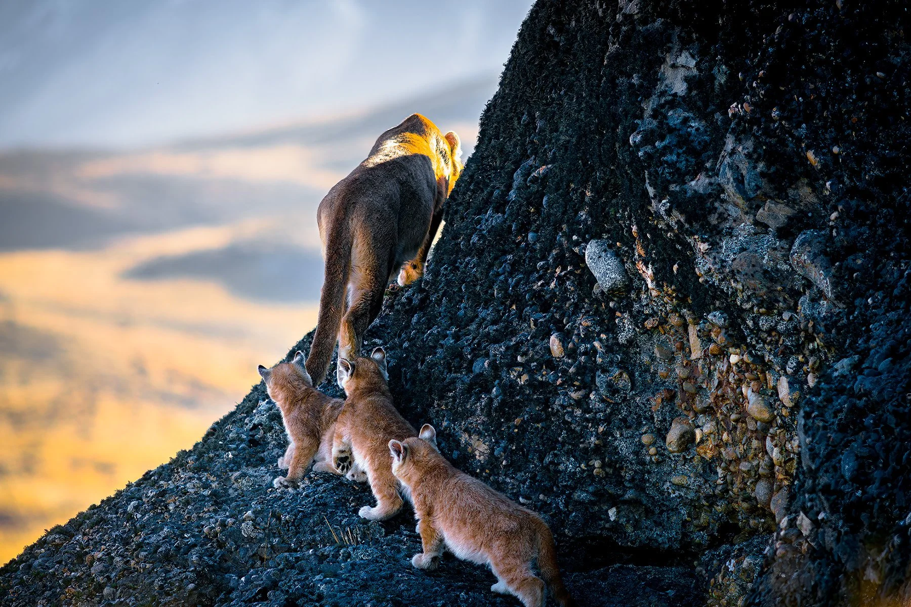 PUMAS IN THE CLIFFS