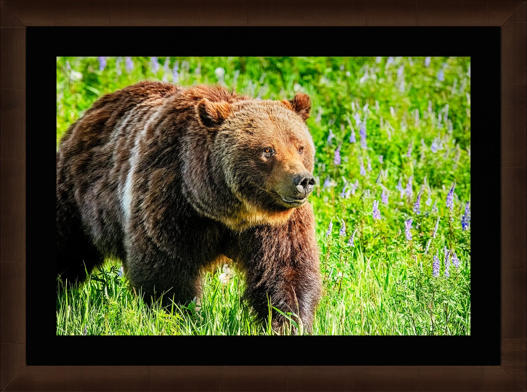 DeBock-Queen-of-the-Tetons-Grizzly-399-Framed-Cigar-Leaf-Blk-Liner-1800x.jpg