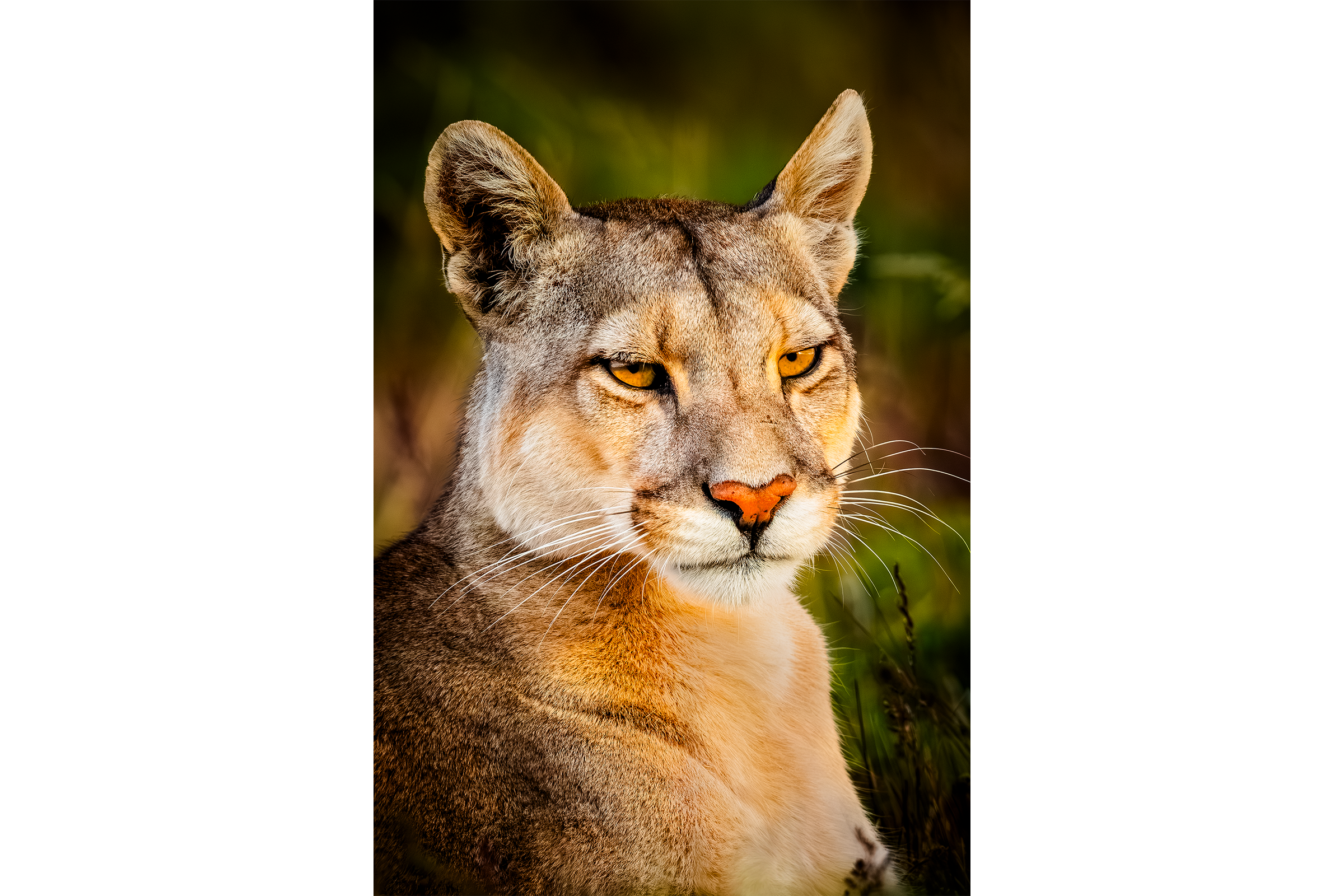 Blake-DeBock-Wild-Beauty_web.png