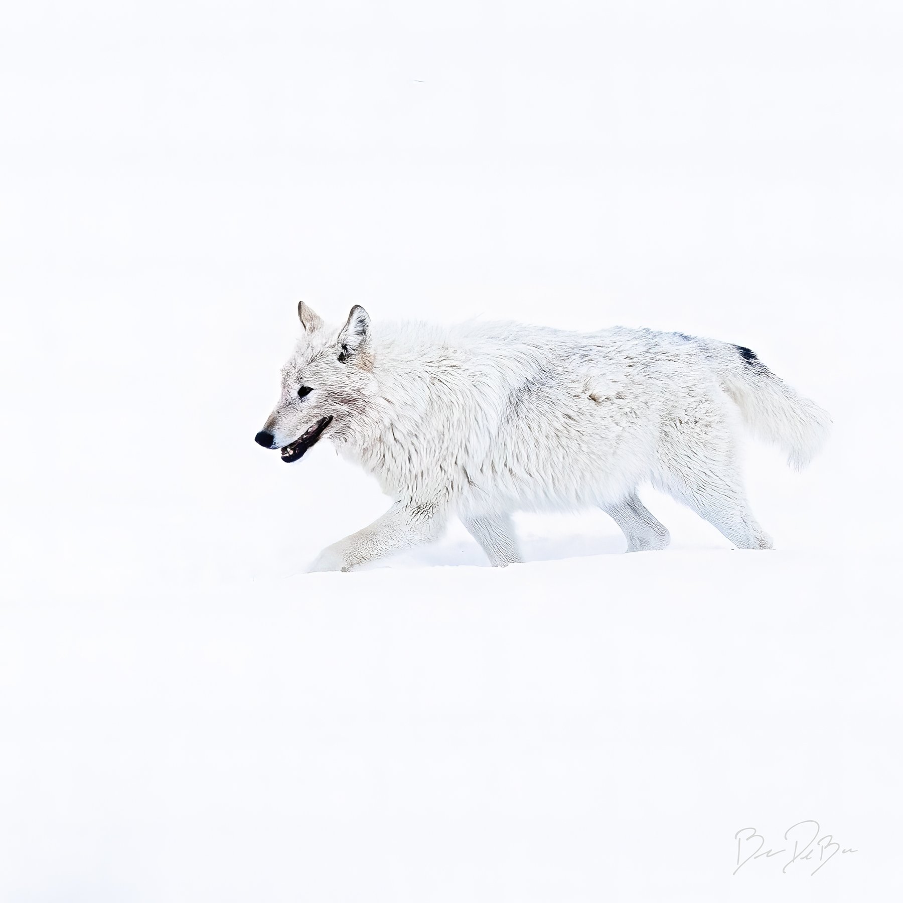 DeBock-White-Wolf-12x12_web.jpg