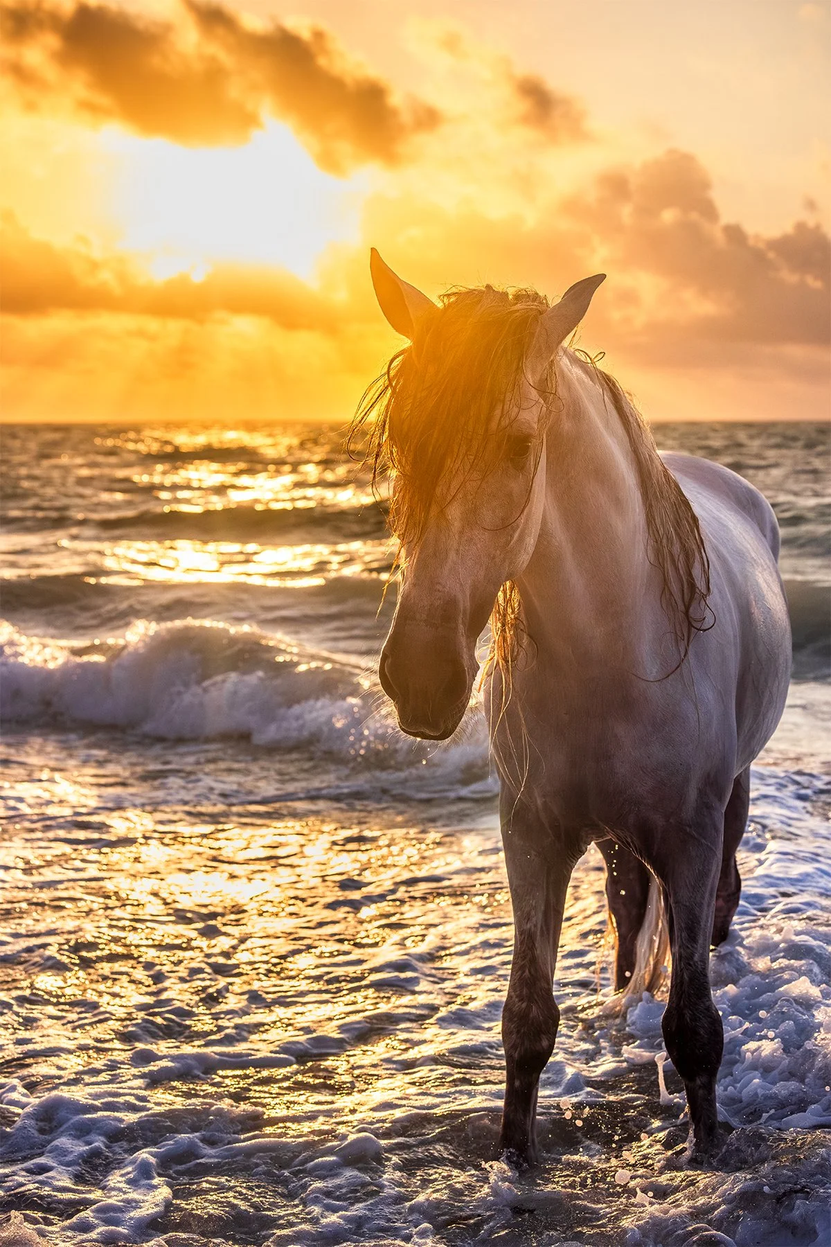 Blake-DeBock-Sea-Stallion-1800x.jpg