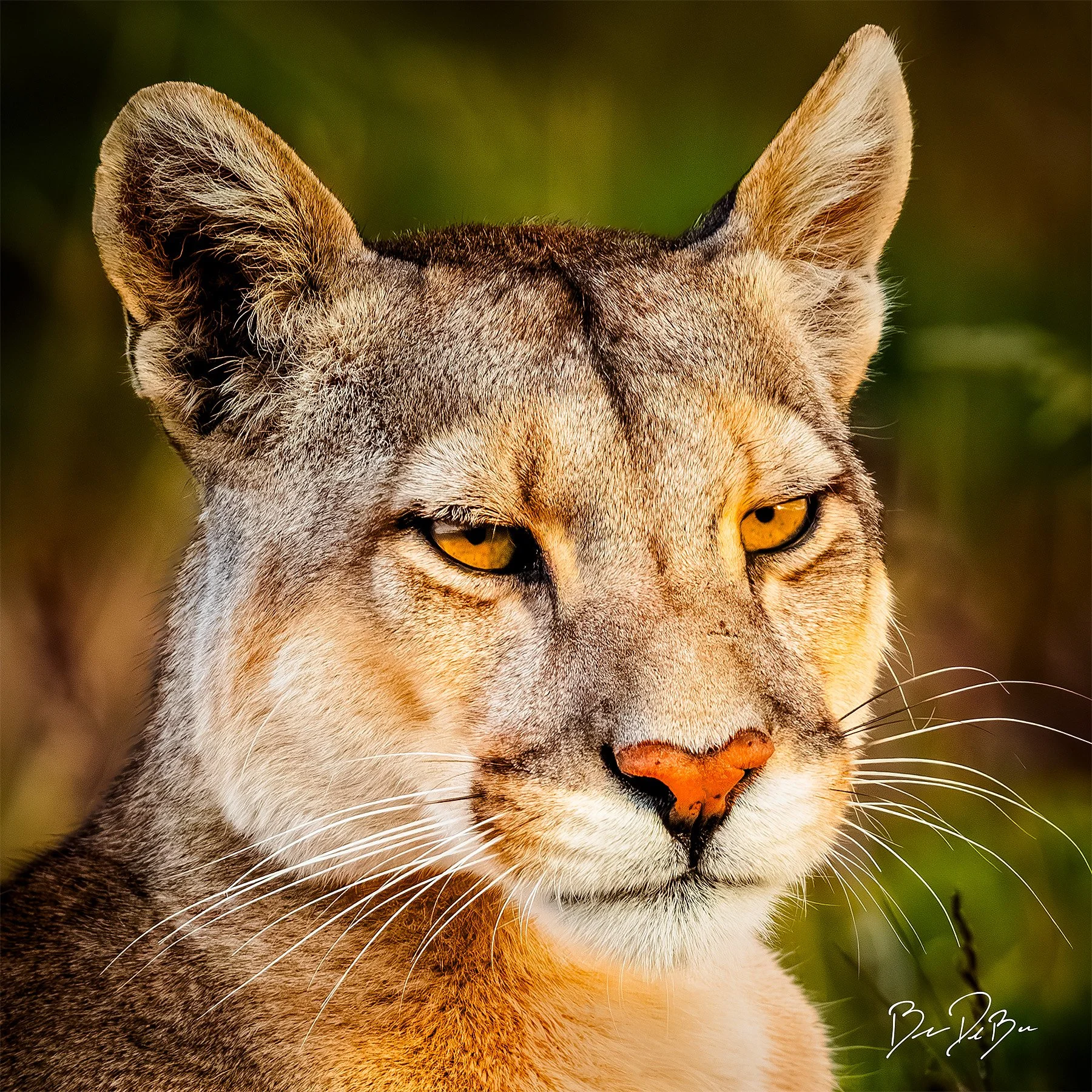 Blake-DeBock-Wild-Beauty_12x12_web.jpg