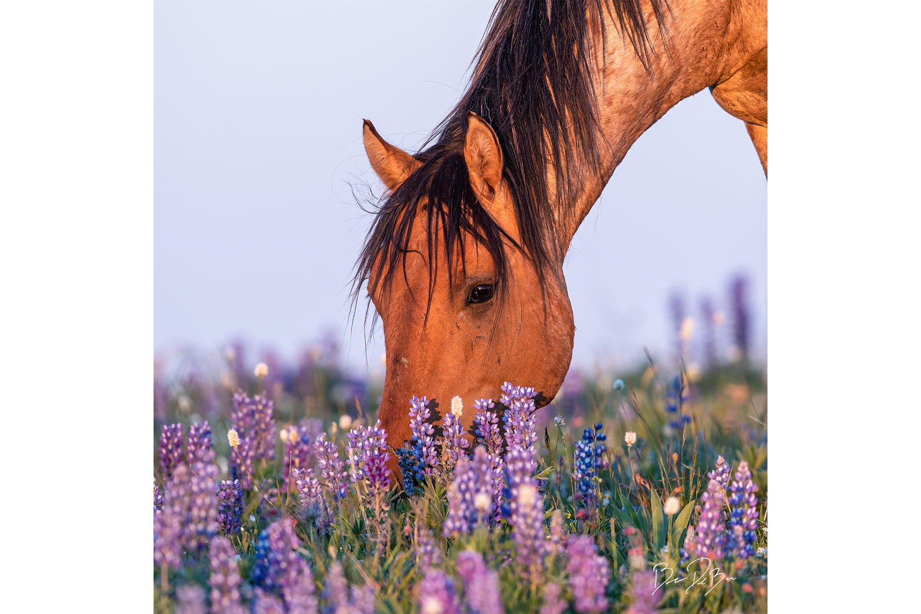 WILDFLOWER SPIRIT