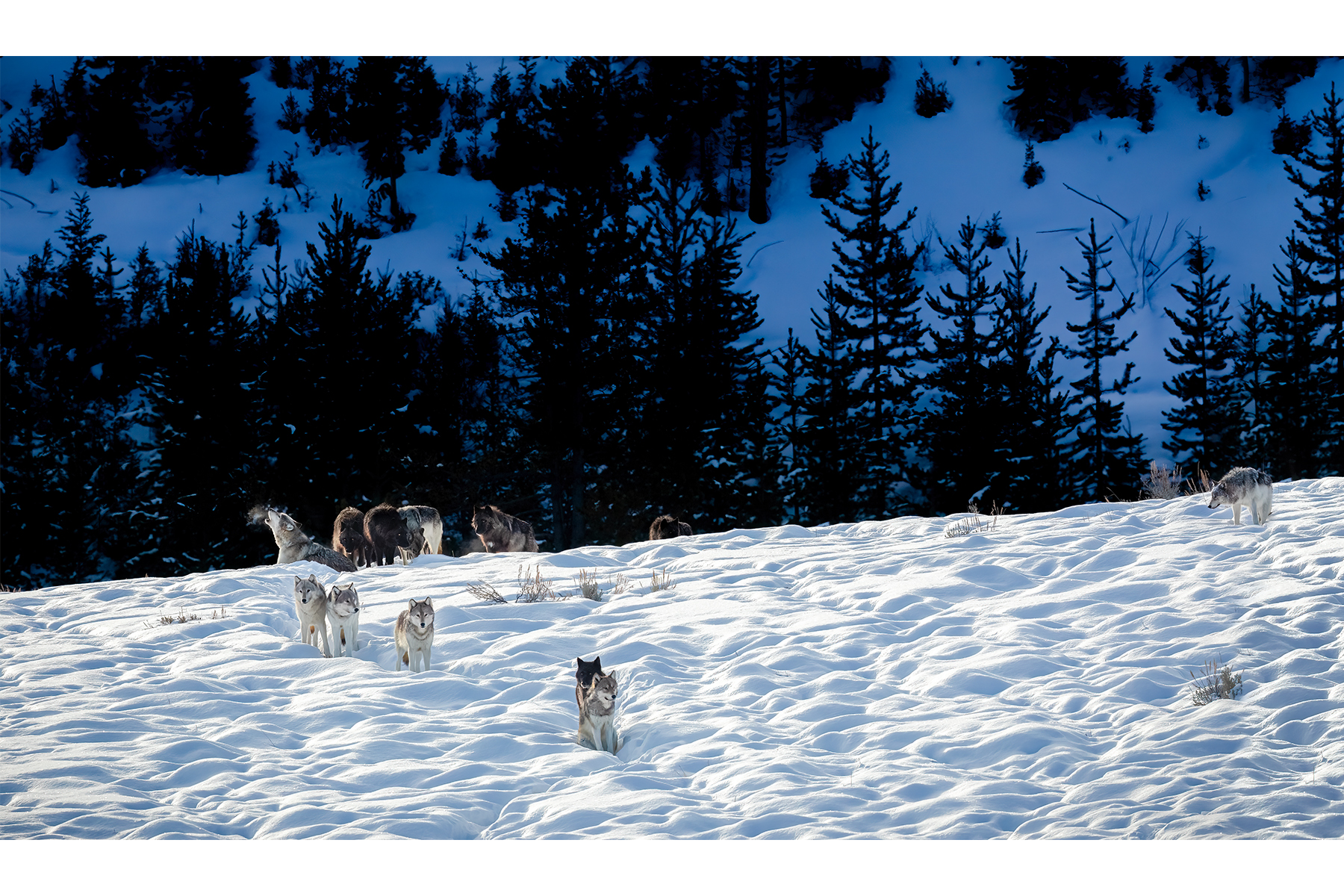 WAPITI WOLF PACK