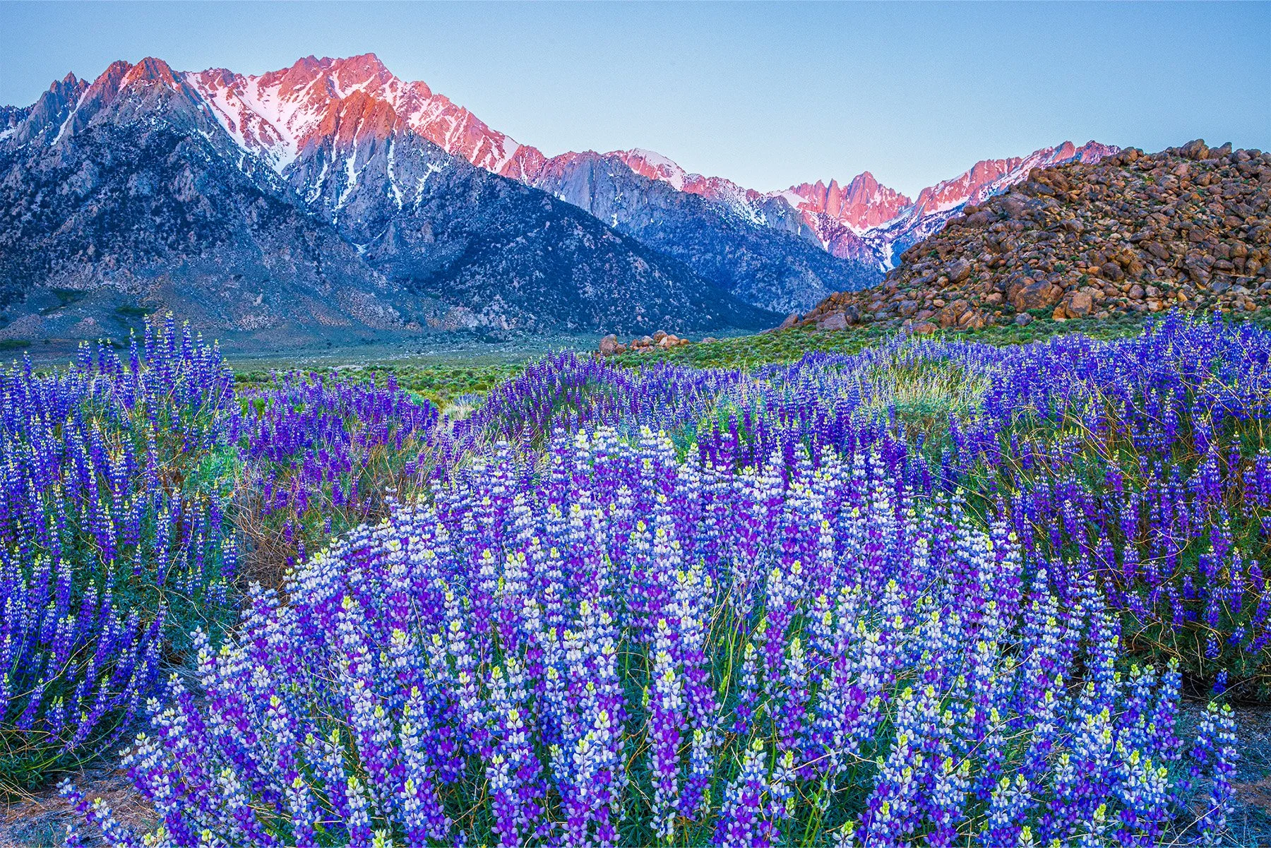 DeBock-Sierra-Lupines-1800x.jpg