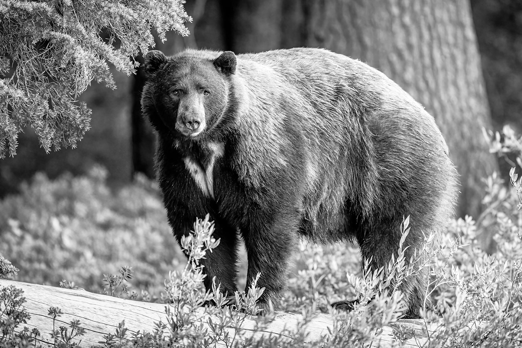 MAMMOTH BEAR – VICTOR