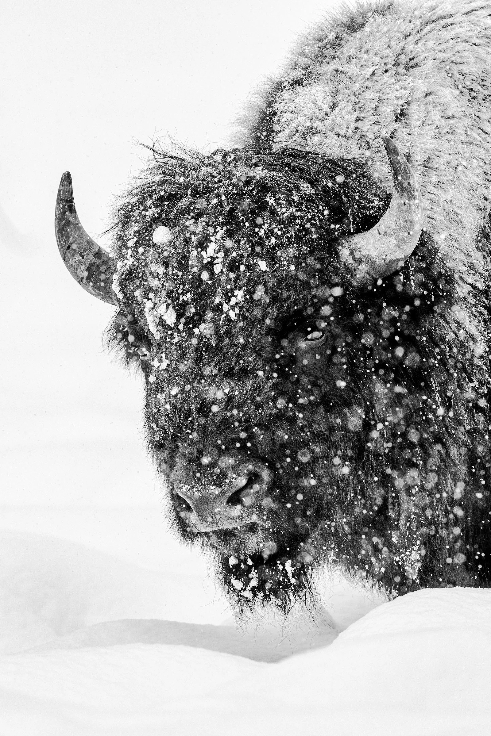 Blake-DeBock-Snowy-Bison_web.jpg