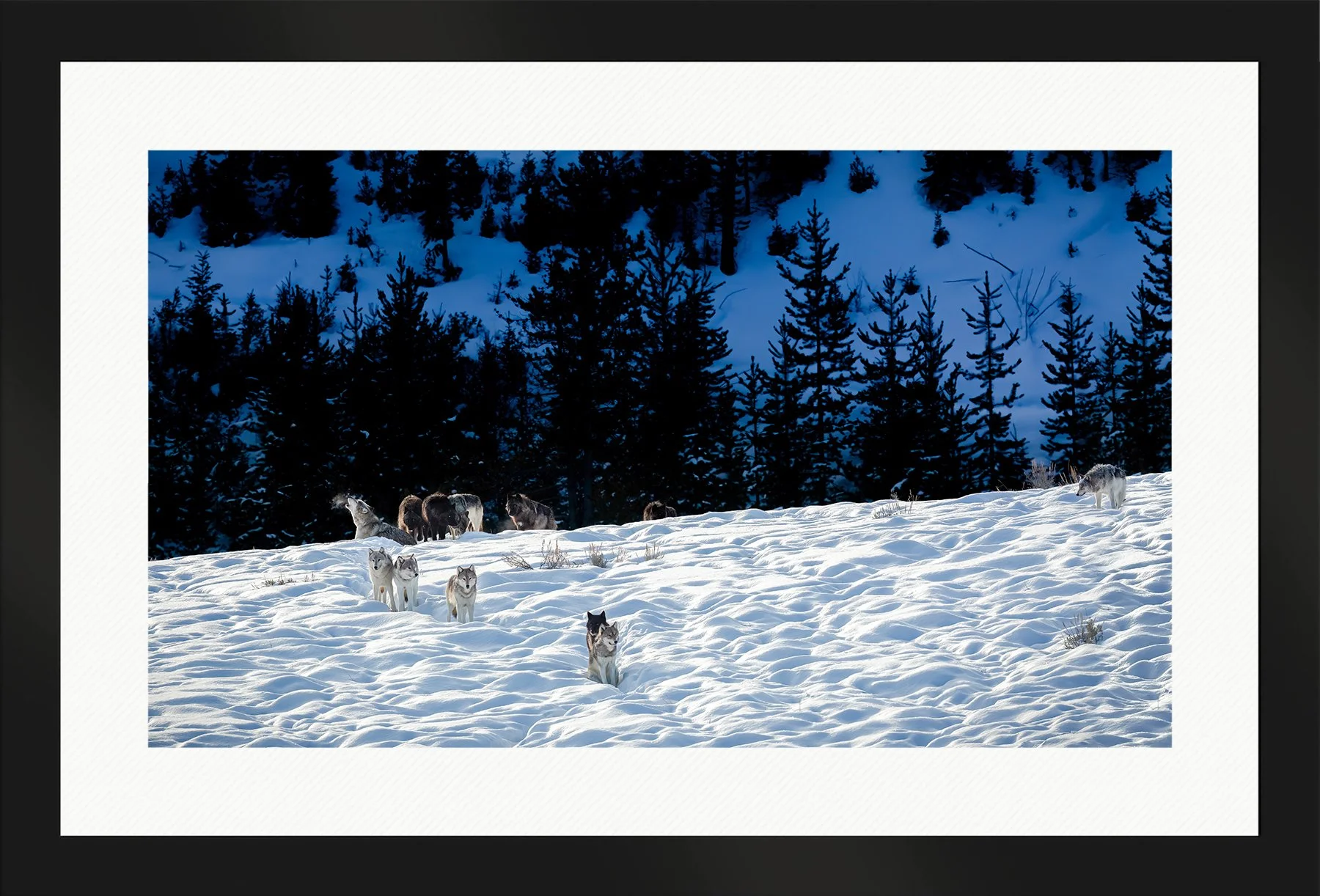 DeBock-Wapiti-Wolf-Pack-Framed-Matte-Black-Wht-Liner-1800x.jpg