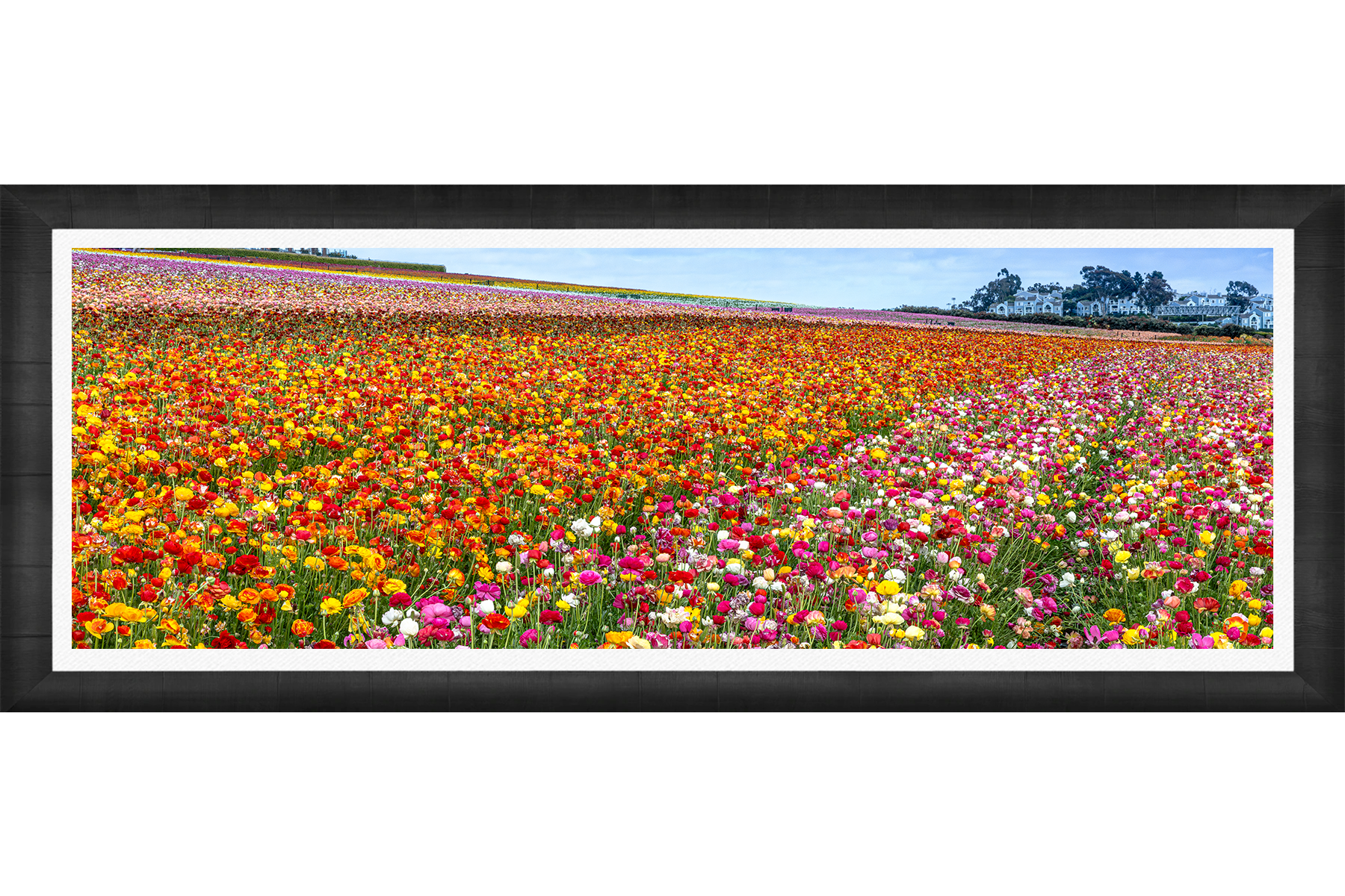 DeBock-Colorfields-Framed.png