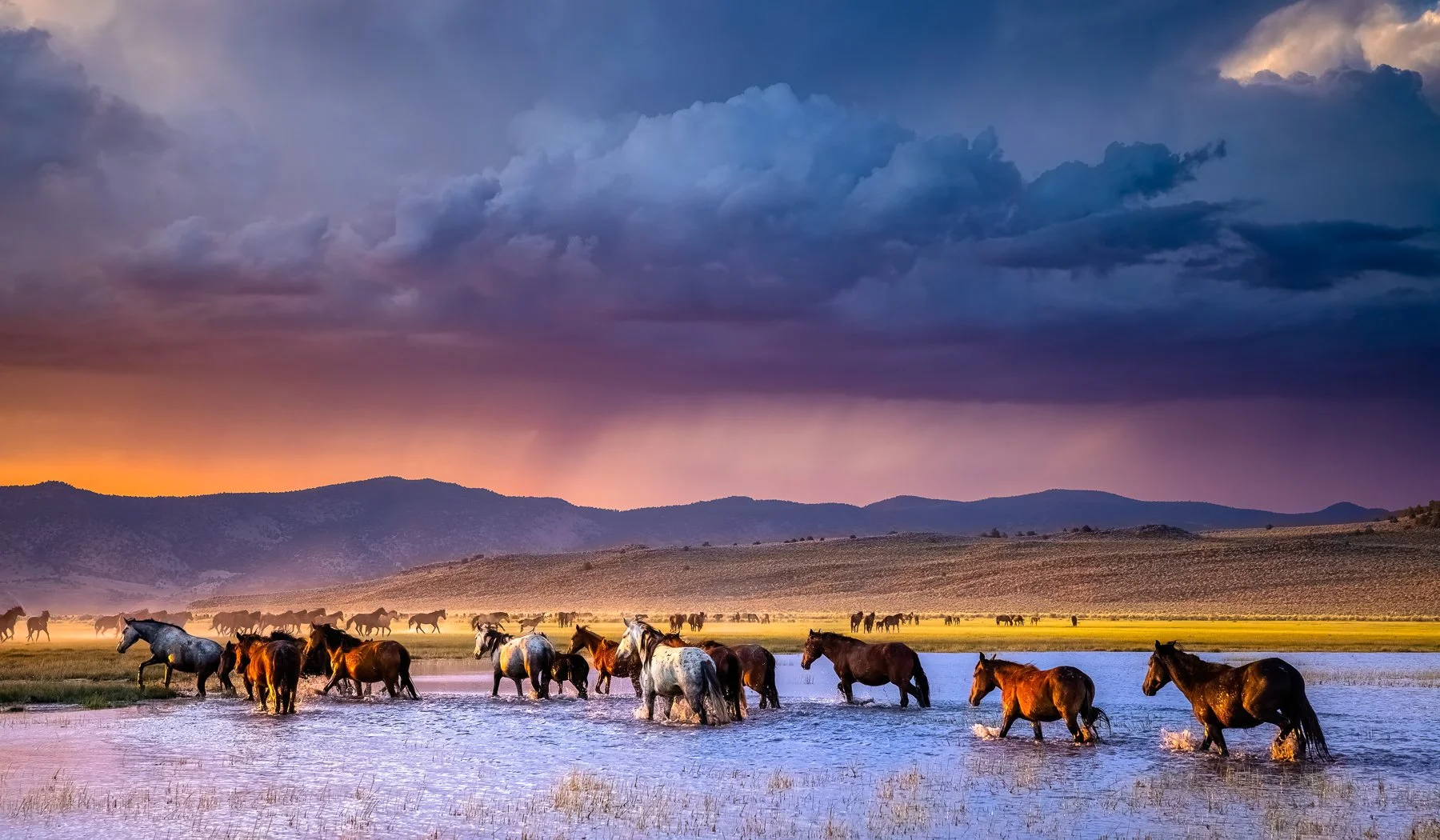 WESTERN DREAMS