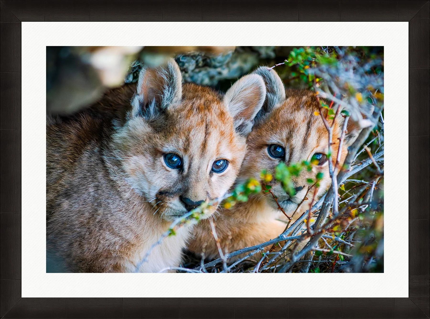 DeBock-Cubs-in-the-Cave-Framed-Dark-Ash-Wht-Liner-1800x.jpg