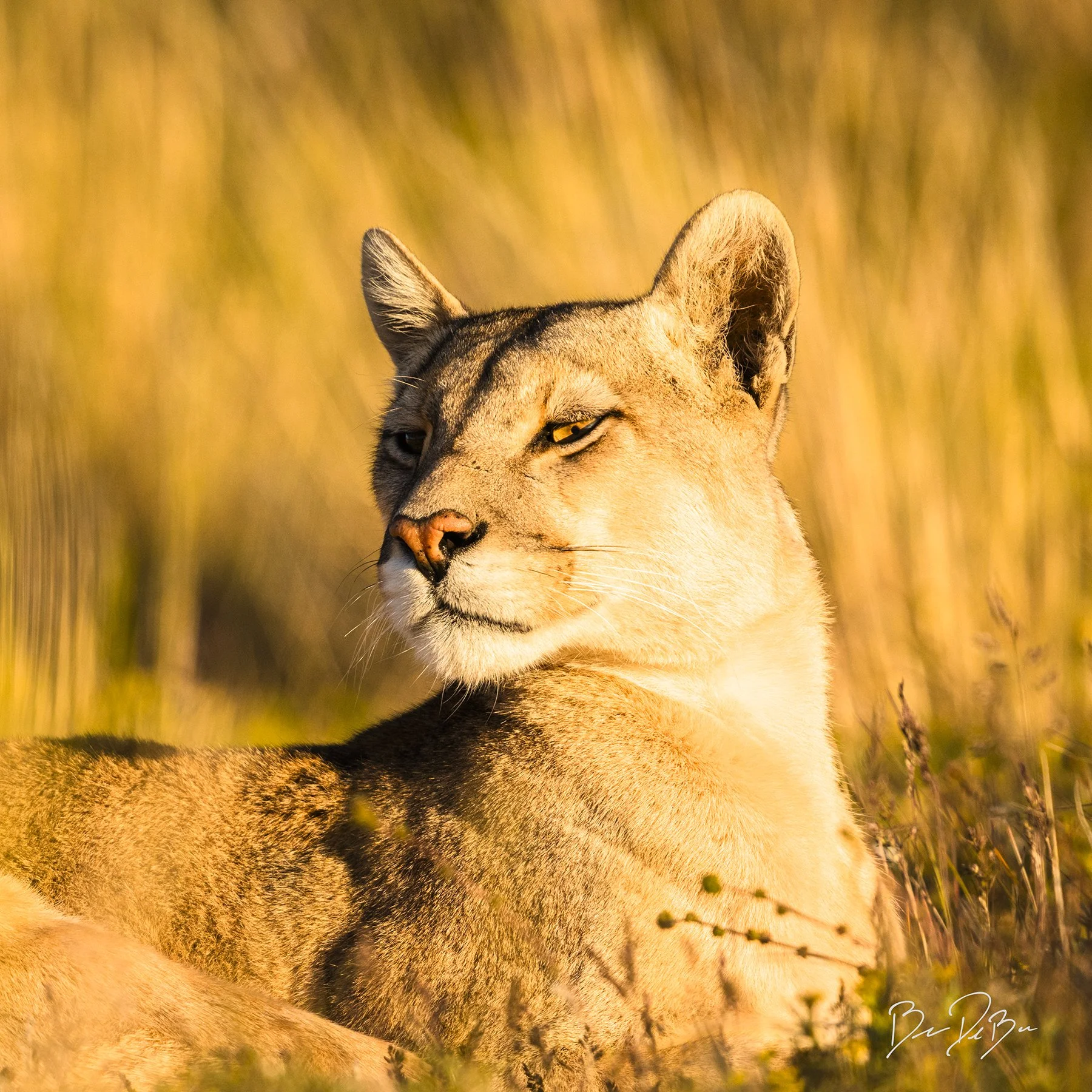 DeBock-Lioness-12x12_web.jpg