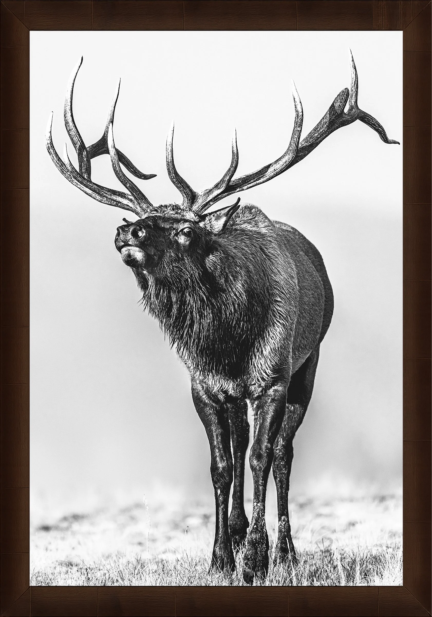 Blake-DeBock-Call-Of-The-Wild_web-Framed-Sequoia_web.jpg