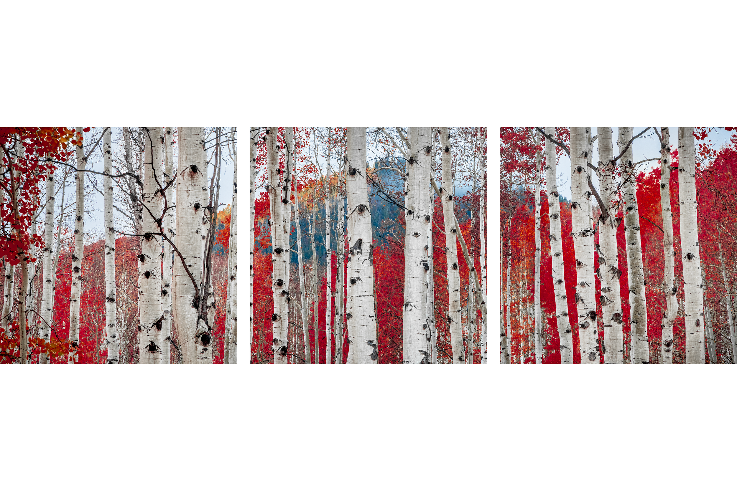 CRIMSON VEIL TRIPTYCH