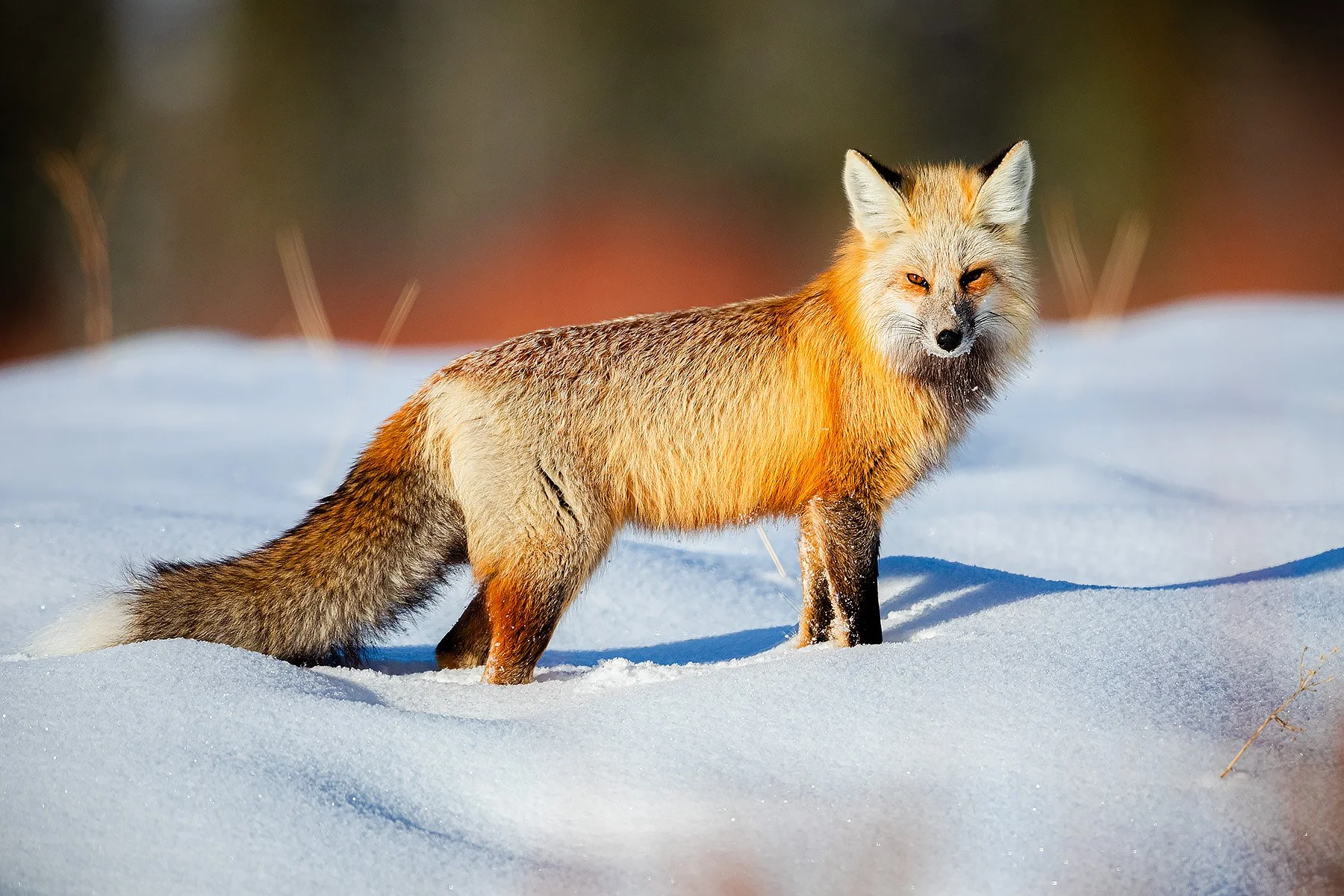 Blake-DeBock-Red-Fox_web.jpg