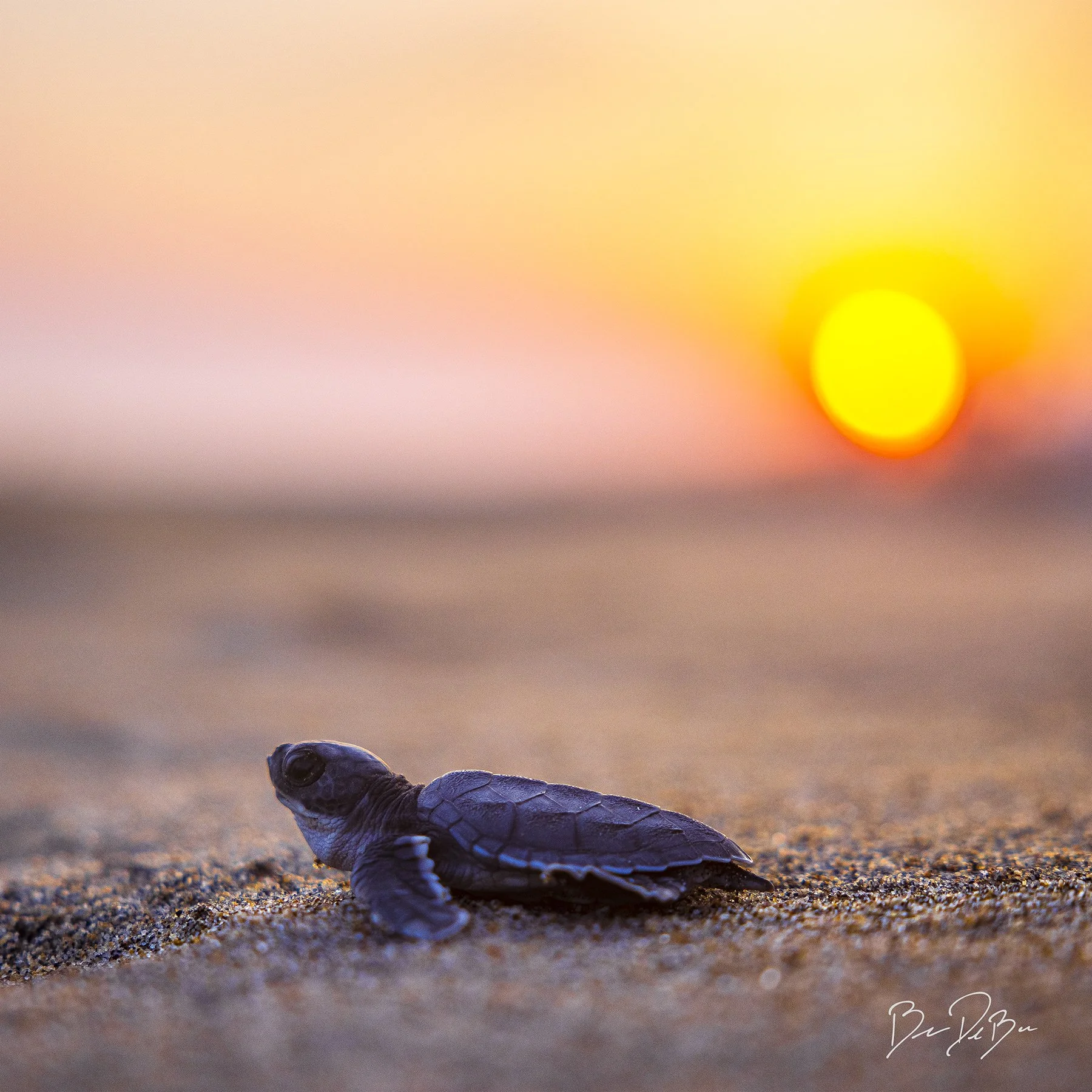 BABY TURTLE ✨
