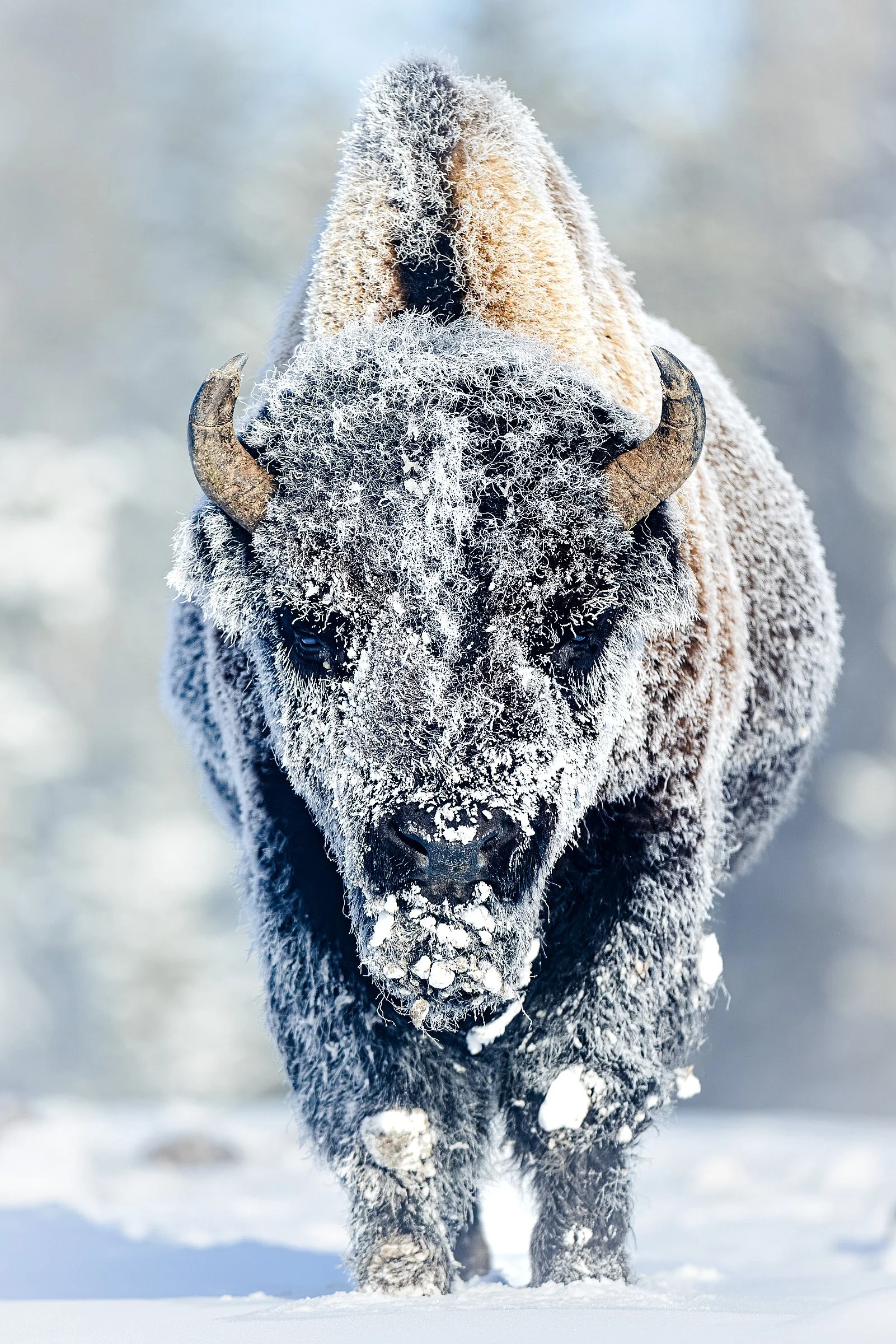 REVENANT