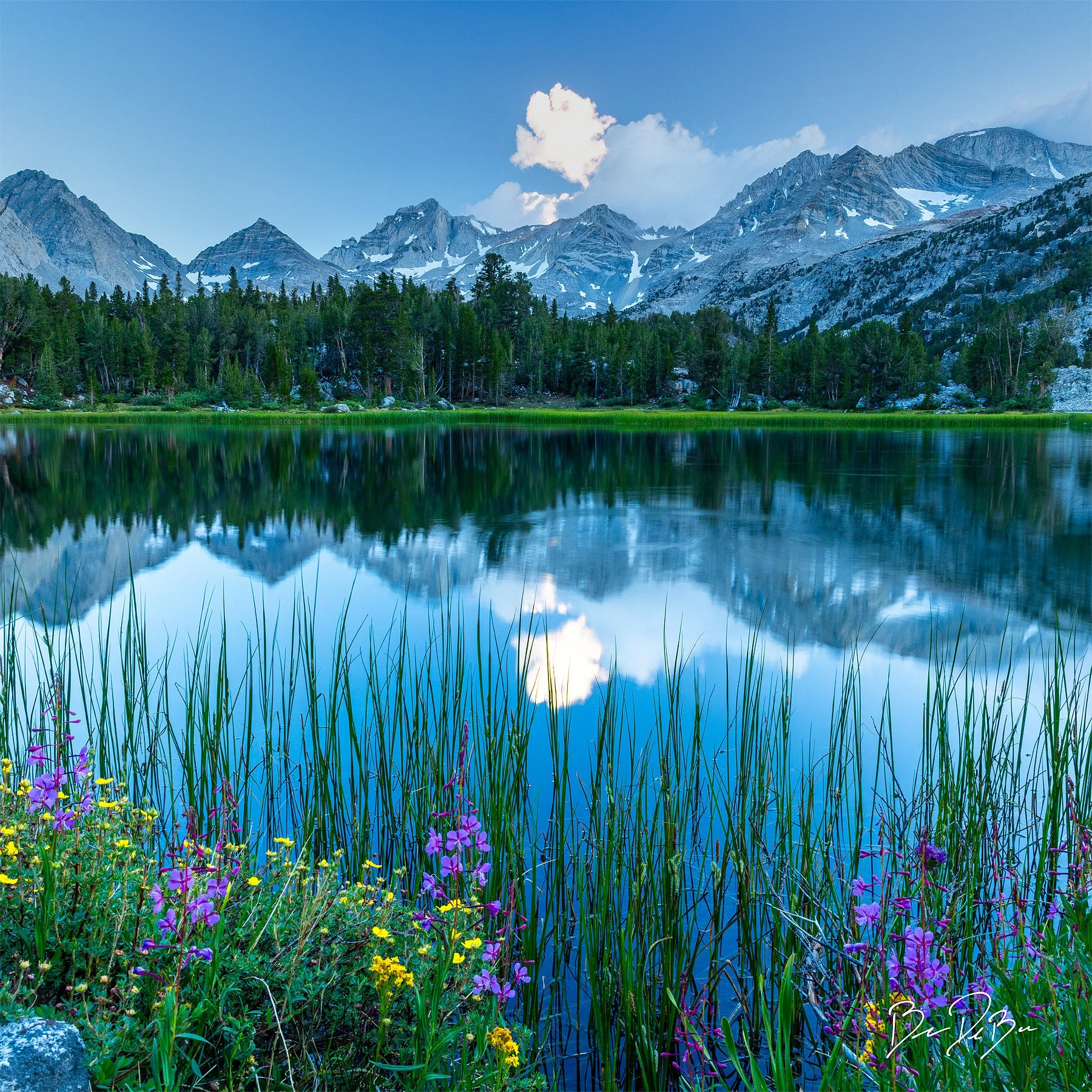 Blake-DeBock-Mountain-Wildflowers_12x12_web.jpg