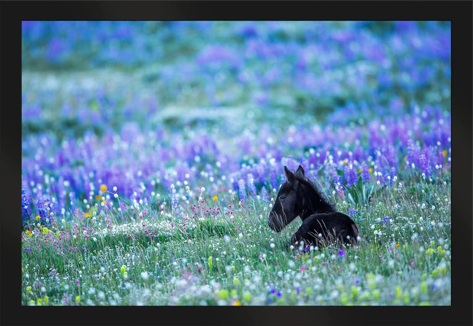DeBock-Born-In-Bloom-Framed-Matte-Black-1800x.jpg