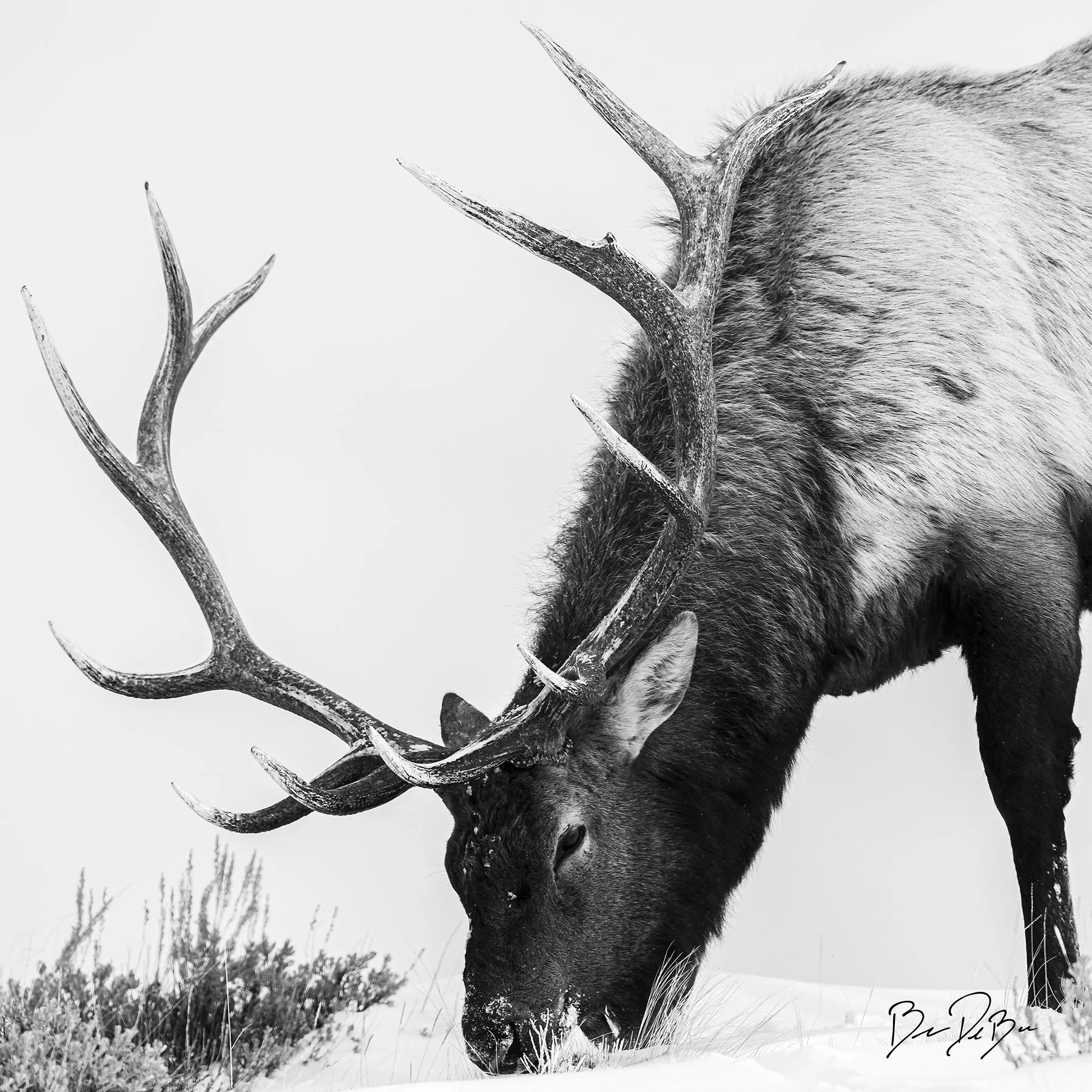 DeBock-Elk-12x12_web.jpg
