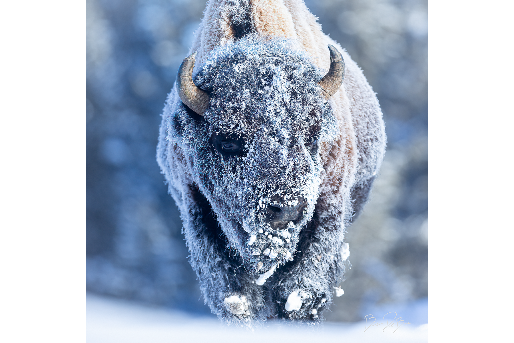 DeBock-Frosty-Bison-12x12.png
