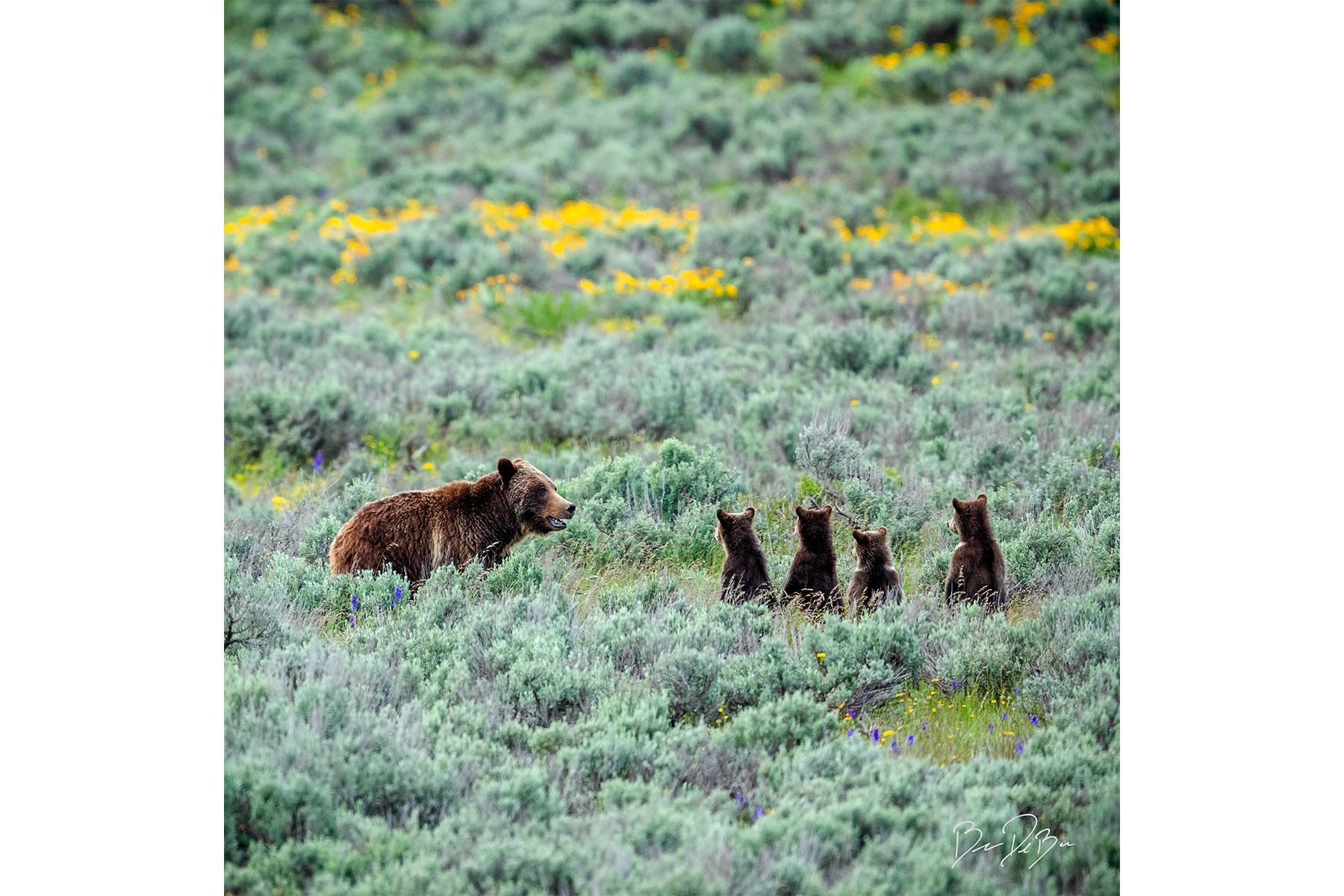 DeBock-Grizzly-Meeting-12x12.png
