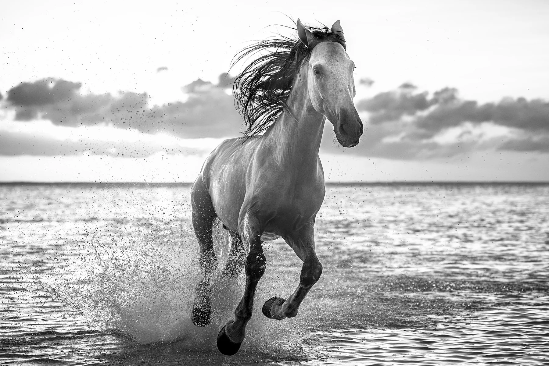 DeBock-Freedom-1800x.jpg