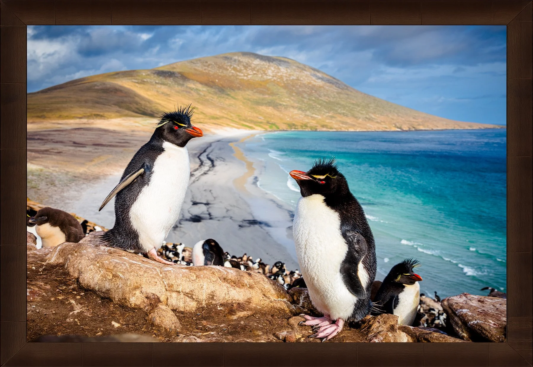 Blake-DeBock-Rockhopper-Colony-Framed-Sequoia-1800x.jpg