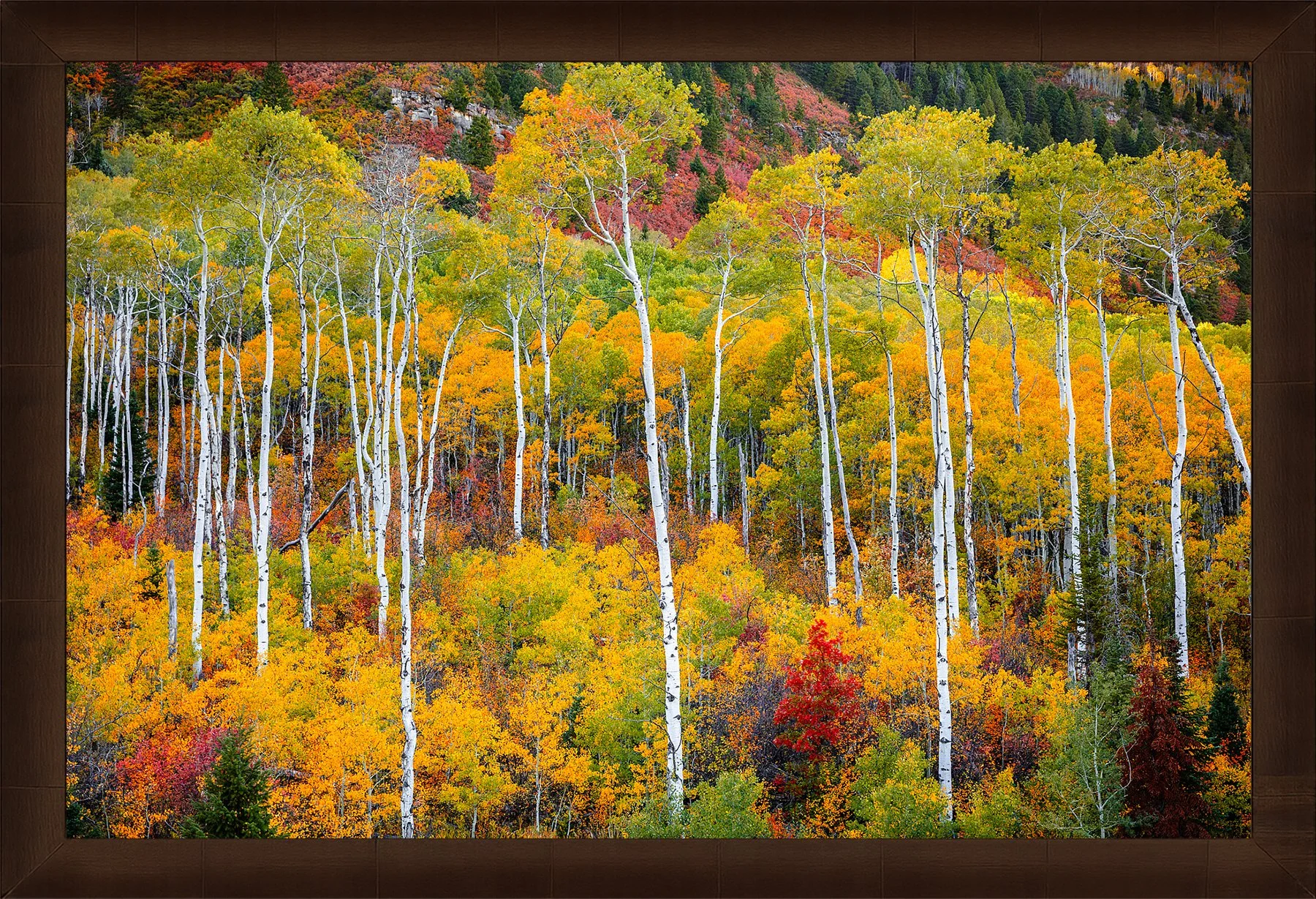 Blake-DeBock-Colorful-Colorado_web-Framed-Sequoia_web.jpg