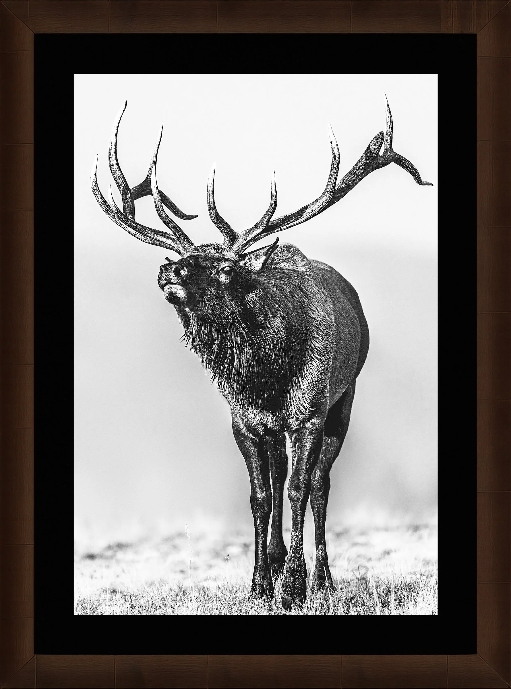 Blake-DeBock-Call-Of-The-Wild_web-Framed-Sequoia-Leaf-Blk-Liner_web.jpg