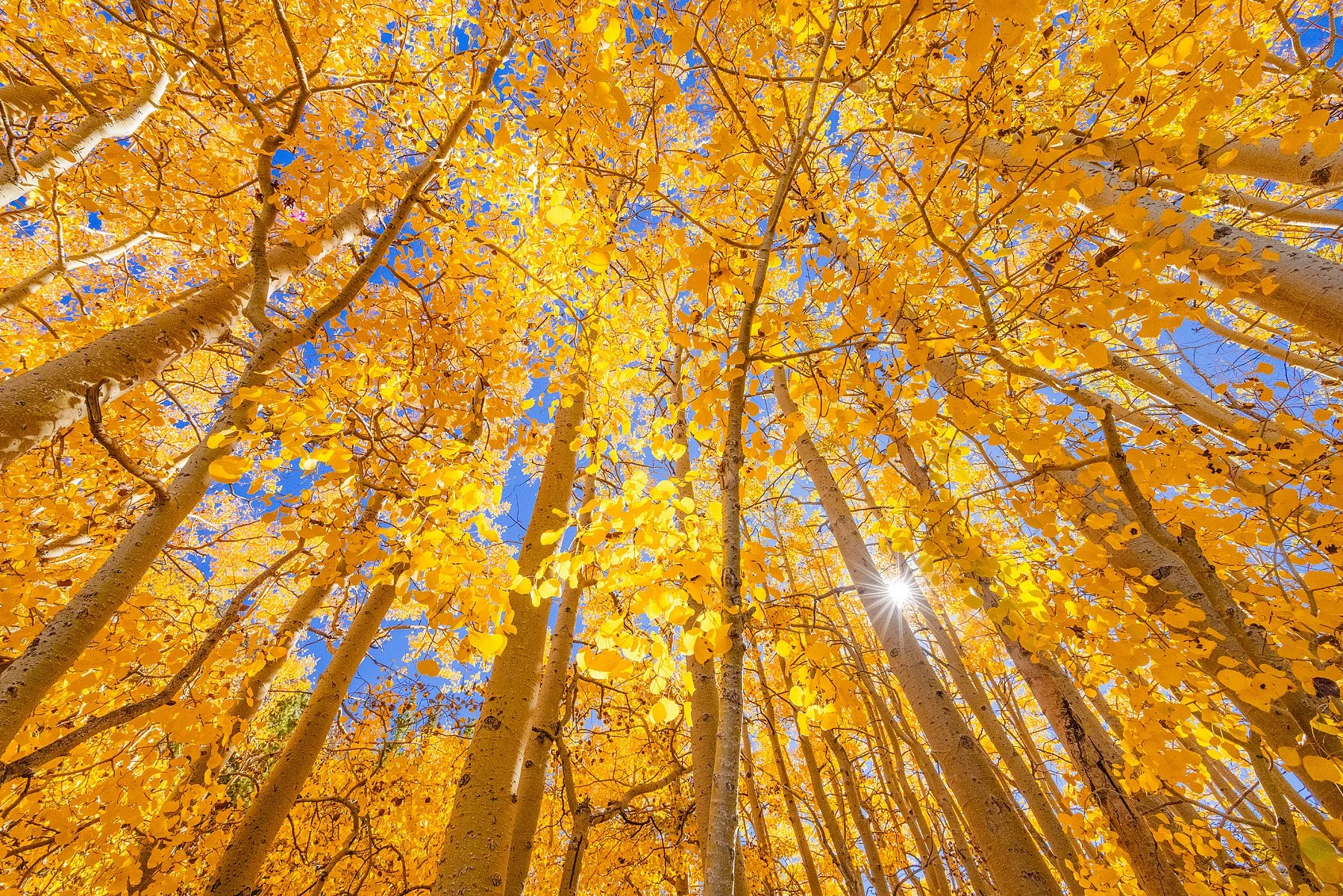 GOLDEN ASPENS