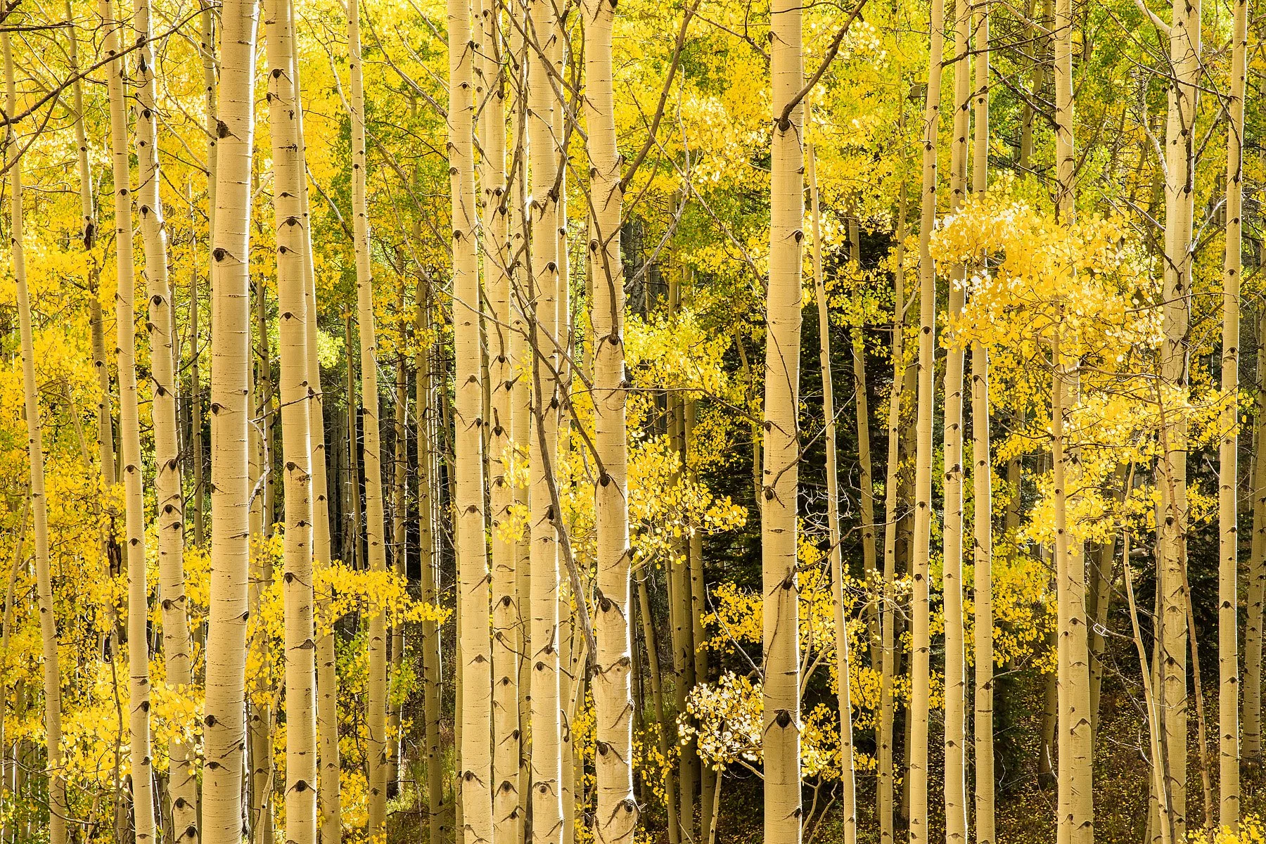 Blake-DeBock-Golden-Aspens_web.jpg