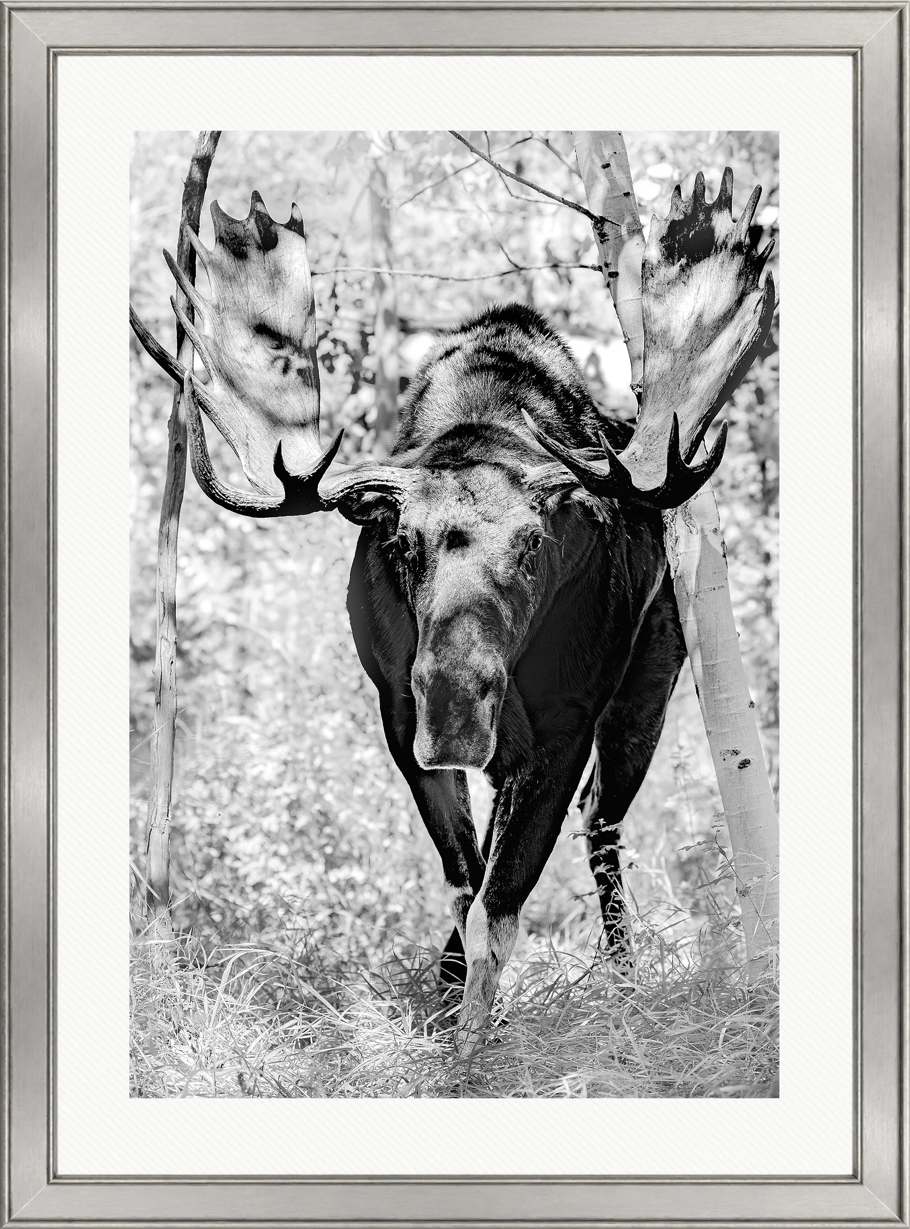 Blake-DeBock-King-of-the-Aspens_web-Framed-Brushed-Silver-Wht-Liner_web.jpg