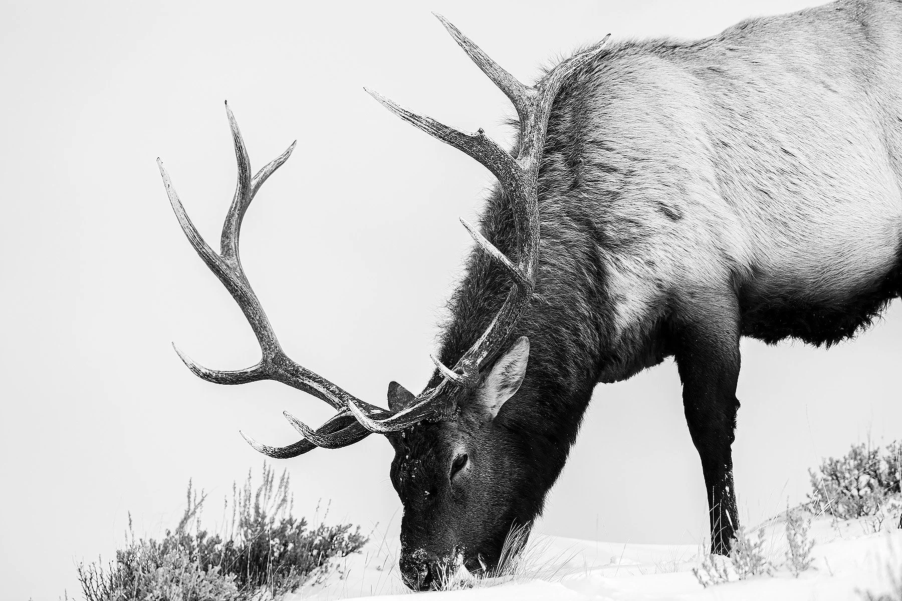 Blake-DeBock-Elk_web.jpg