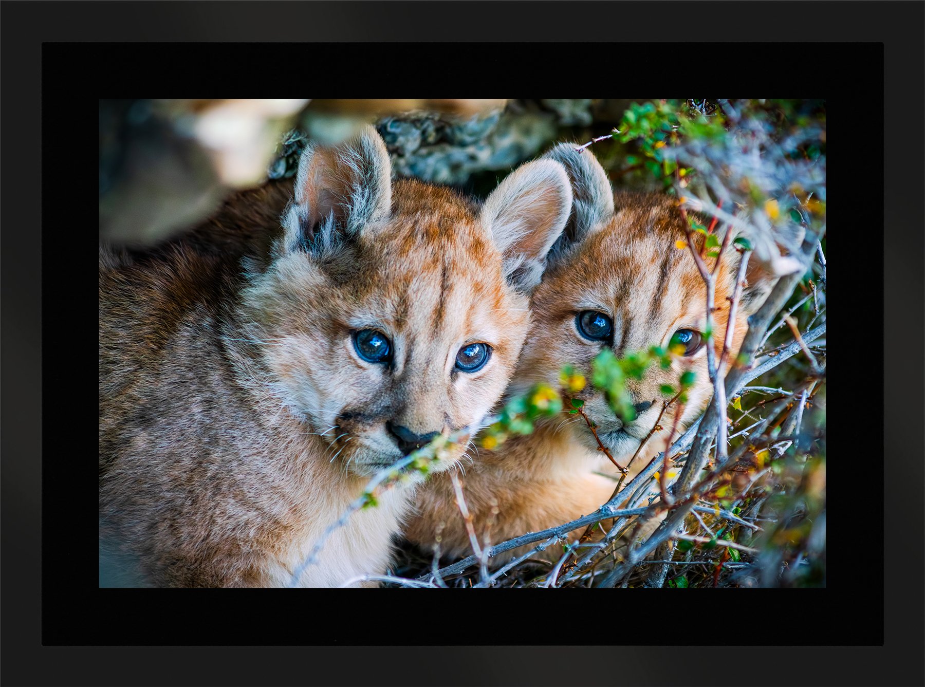 DeBock-Cubs-in-the-Cave-Framed-Matte-Black-Blk-Liner-1800x.jpg