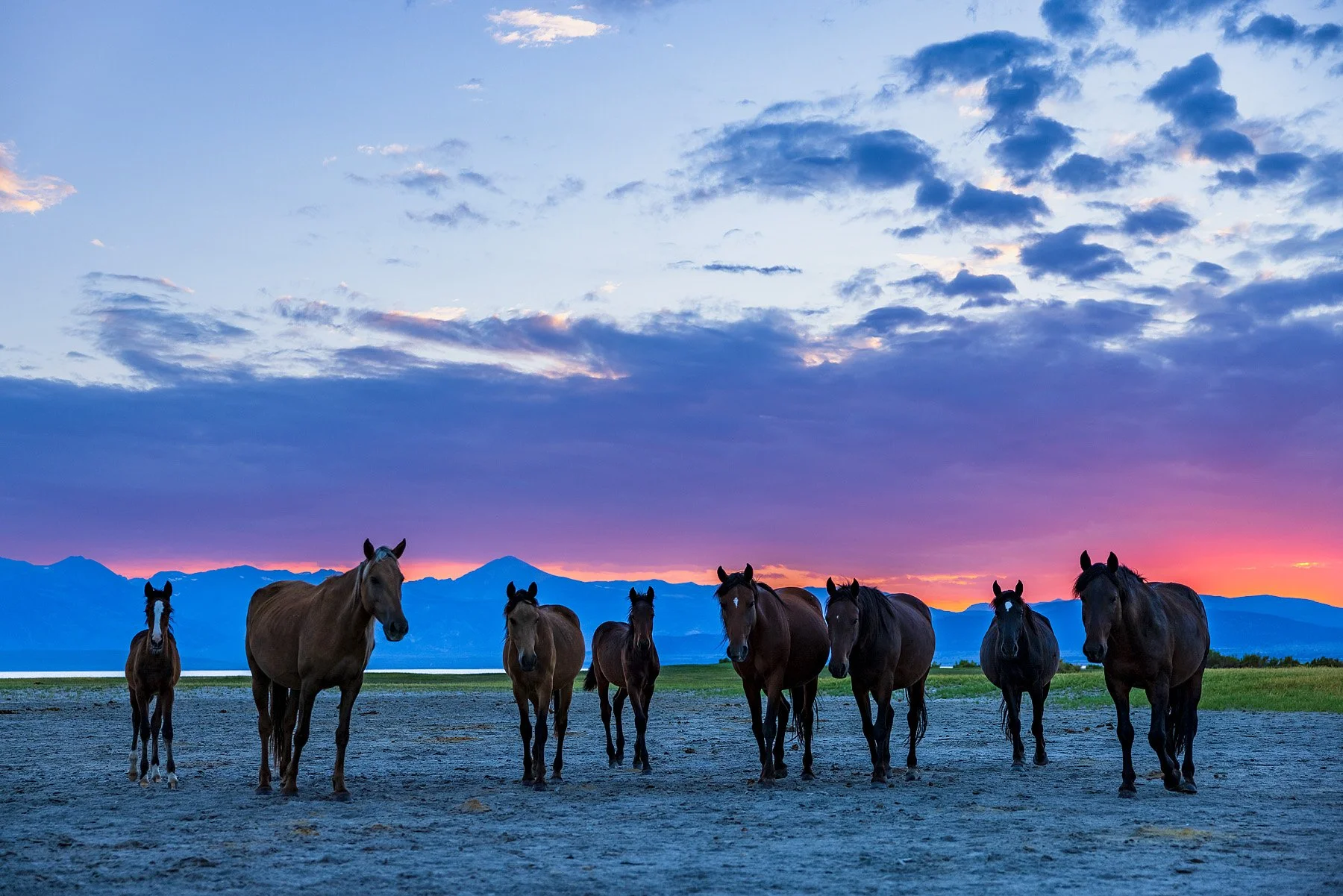 WILD SUNSET