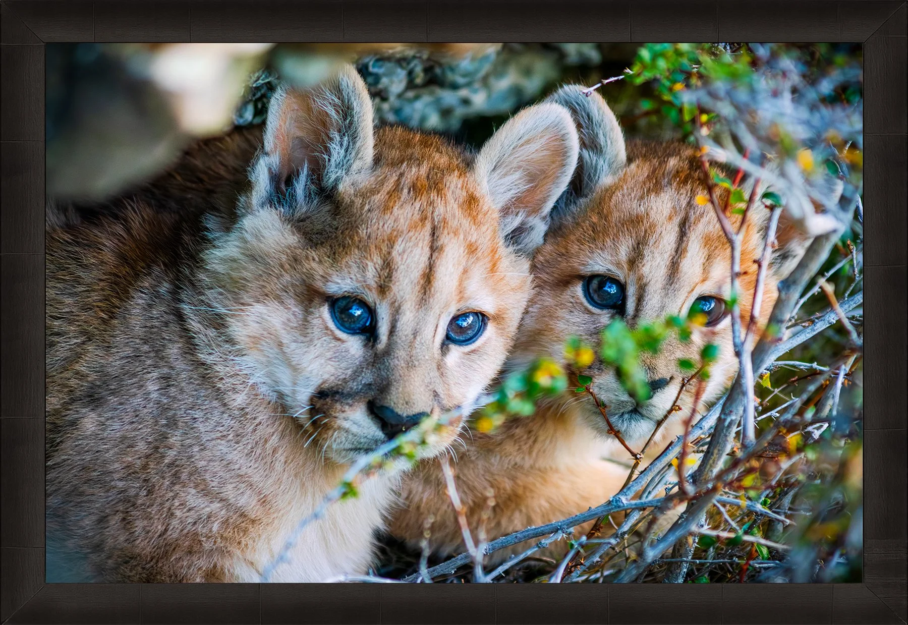 DeBock-Cubs-in-the-Cave-Framed-Dark-Ash-1800x.jpg