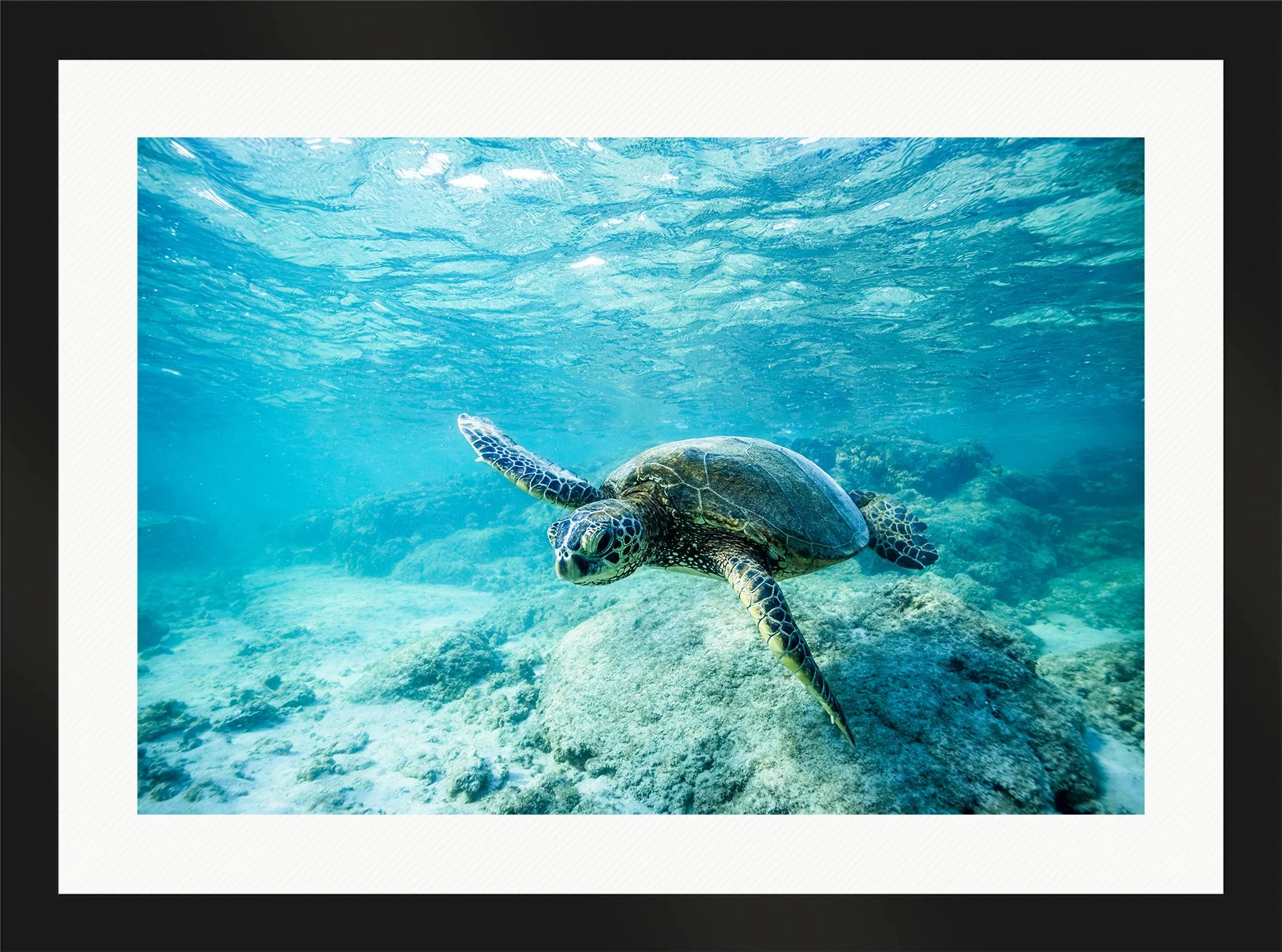 DeBock-Honu-Framed-Matte-Black-Wht-Liner-1800x.jpg