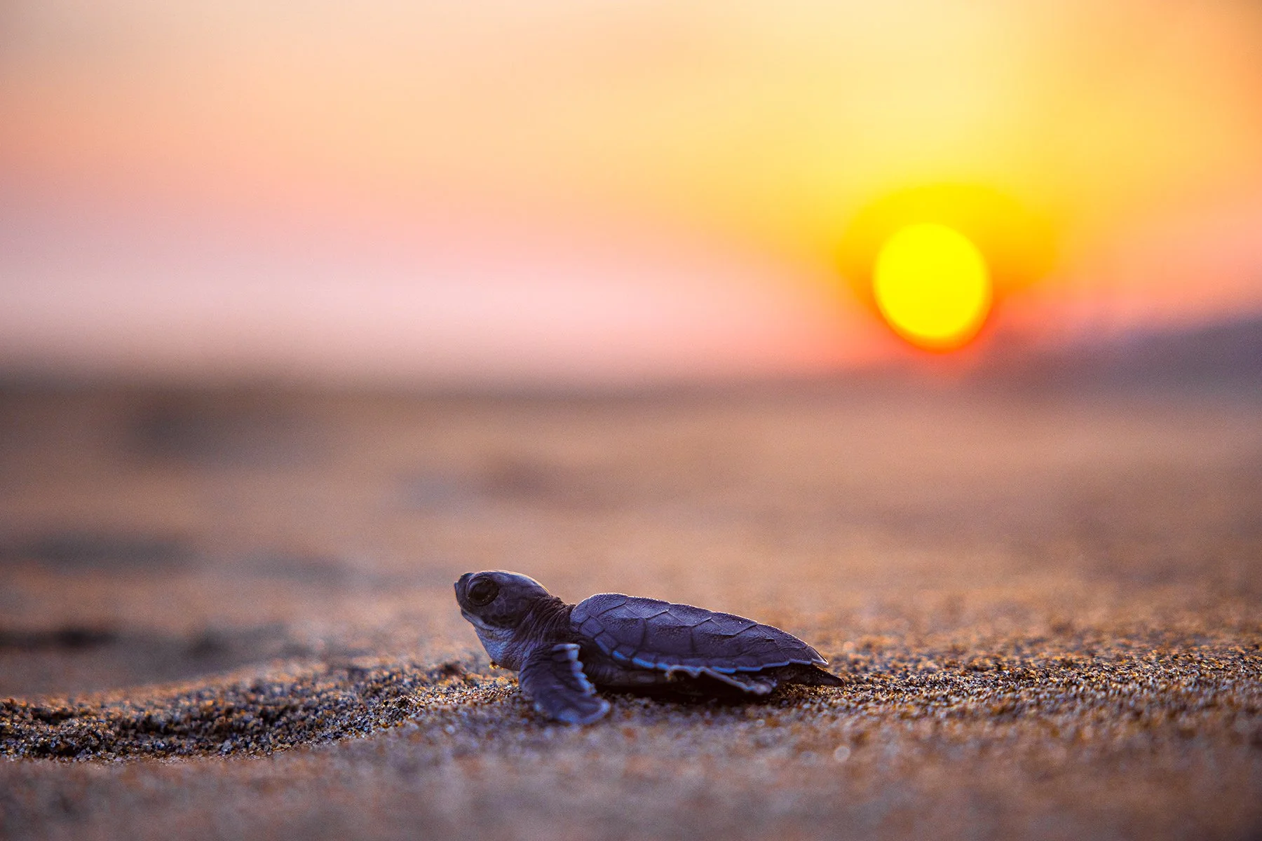 BABY TURTLE