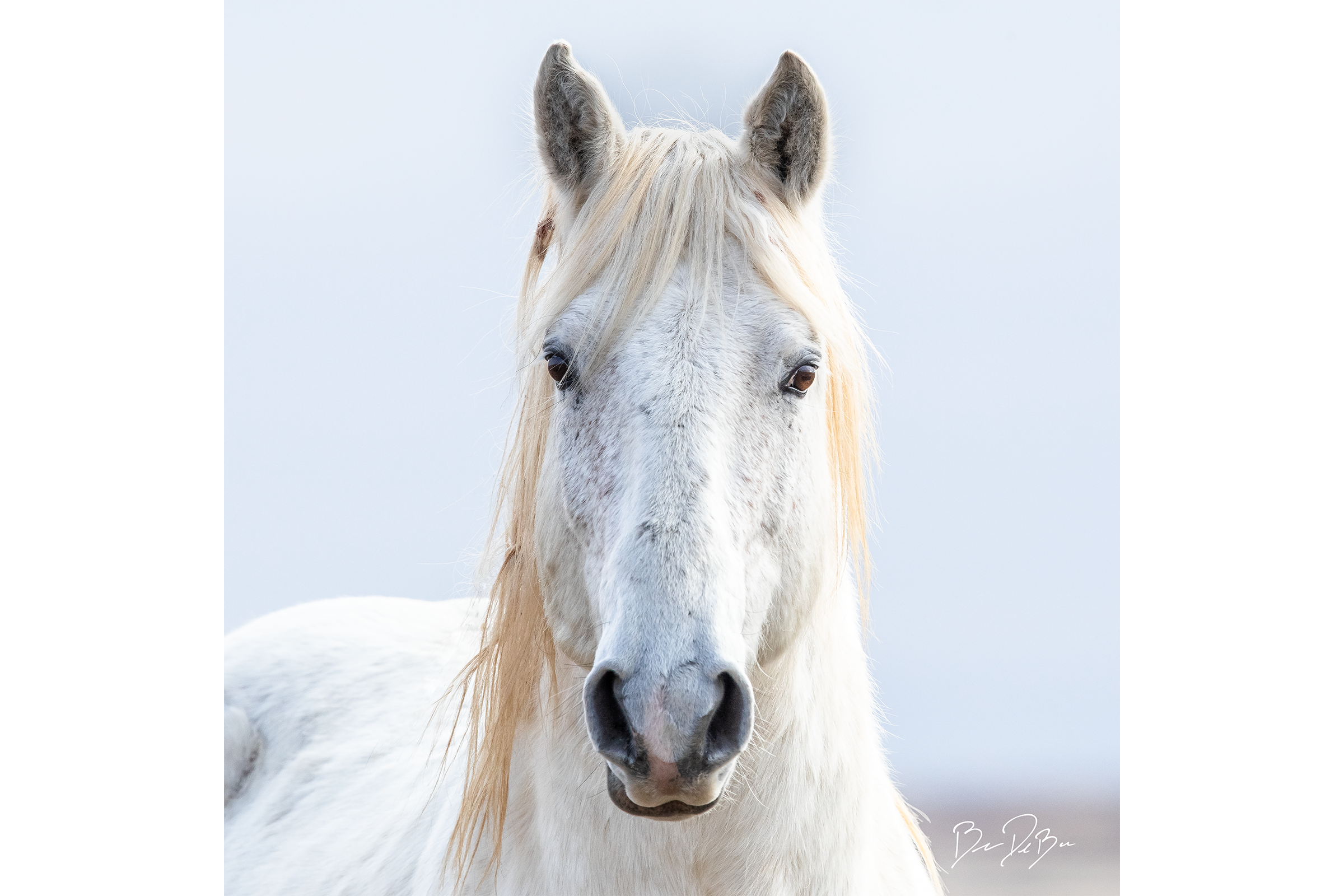 Blake-DeBock-White-Horse-12x12_web.png