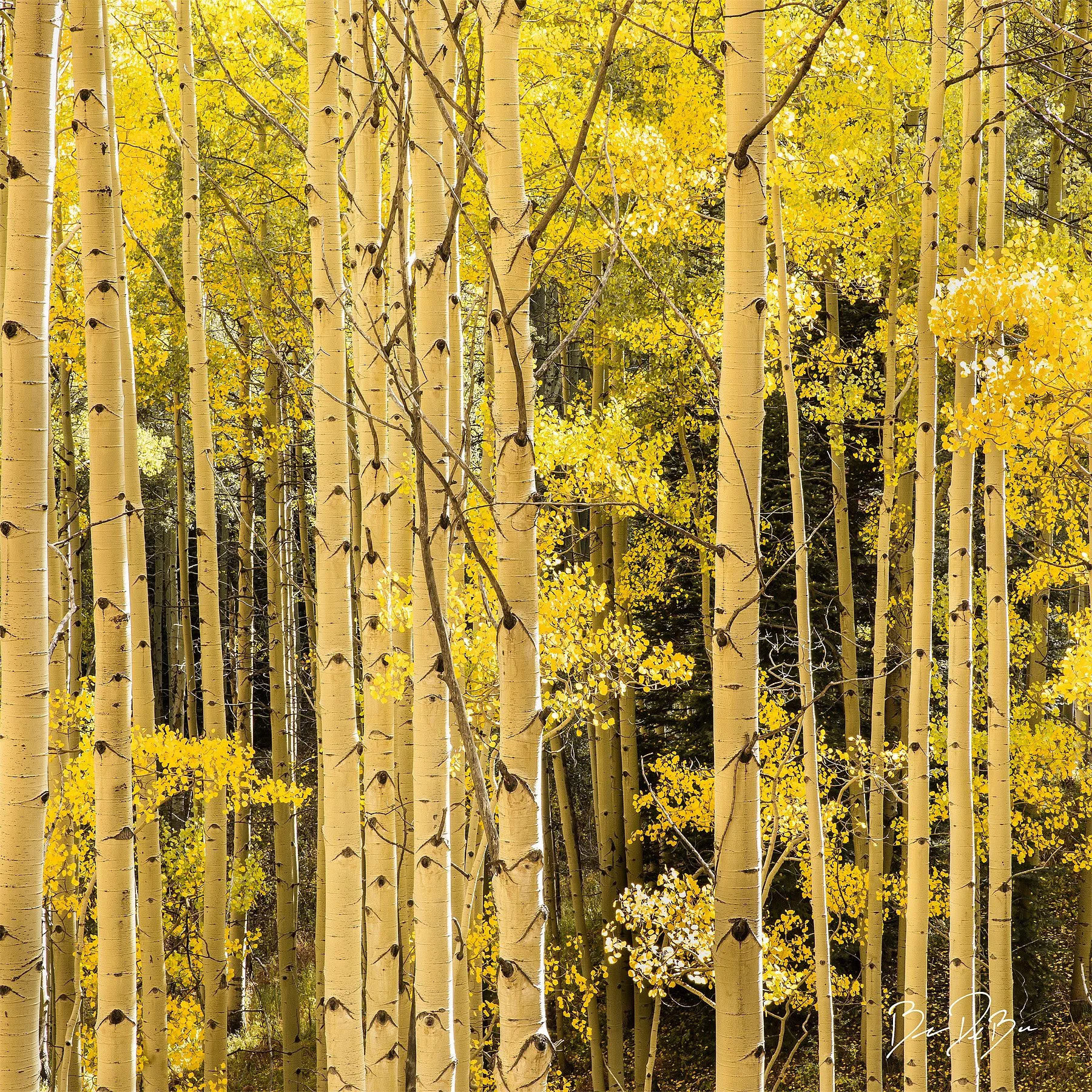 Blake-DeBock-Golden-Aspens_12x12_web.jpg